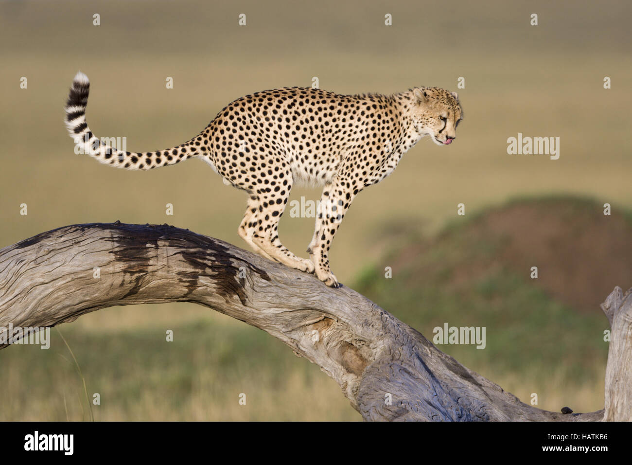 Gepard, (Acinonyx Jubatus), Cheetah Stockfoto