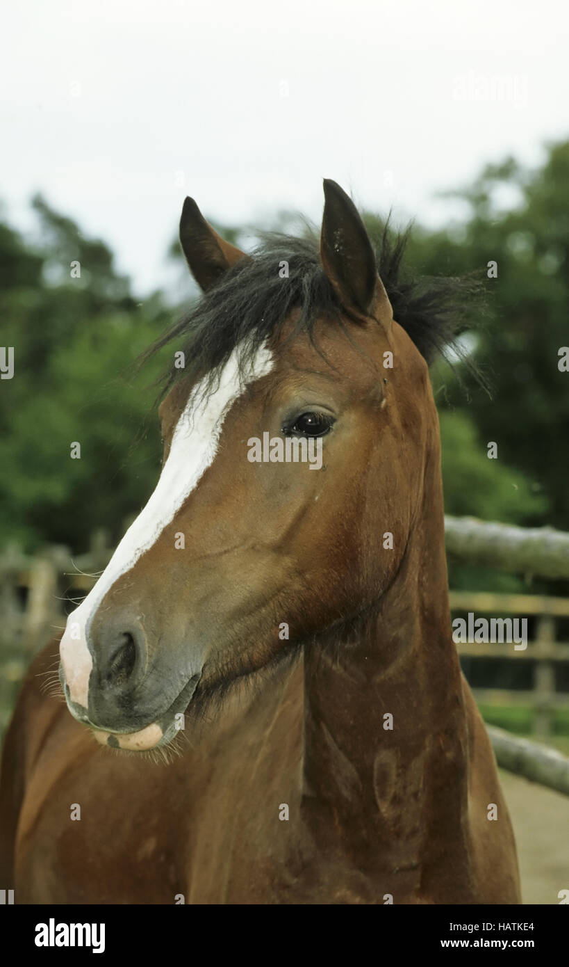 Welsh-Pony Stockfoto
