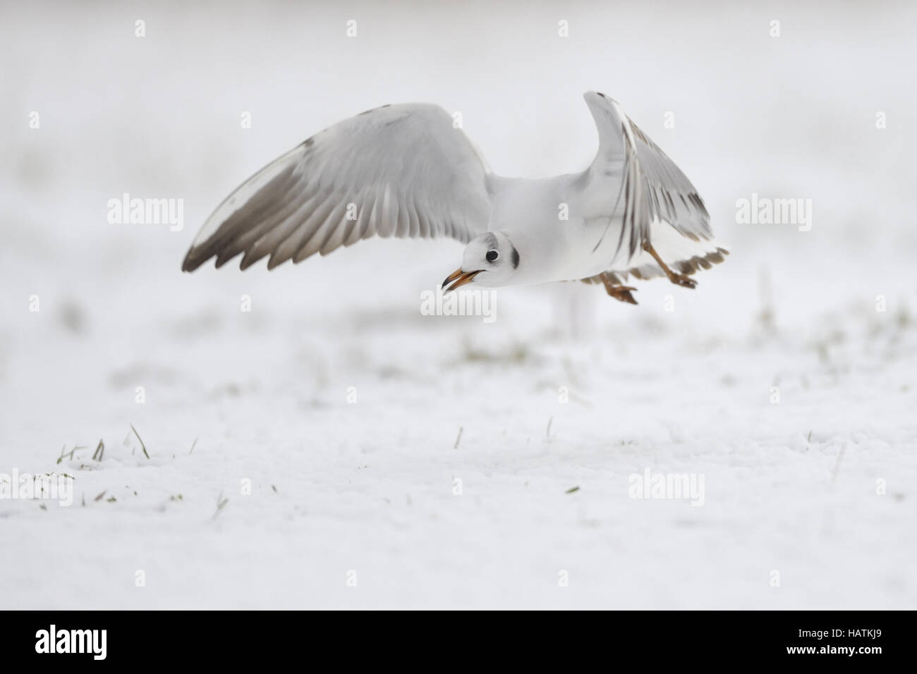 Lachmöwe (Larus Ridibundus)-25.jpg Stockfoto