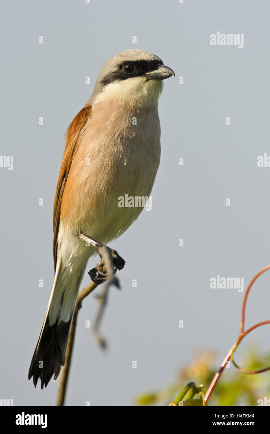 Neuntöter (Lanius Collurio)-7.jpg Stockfoto