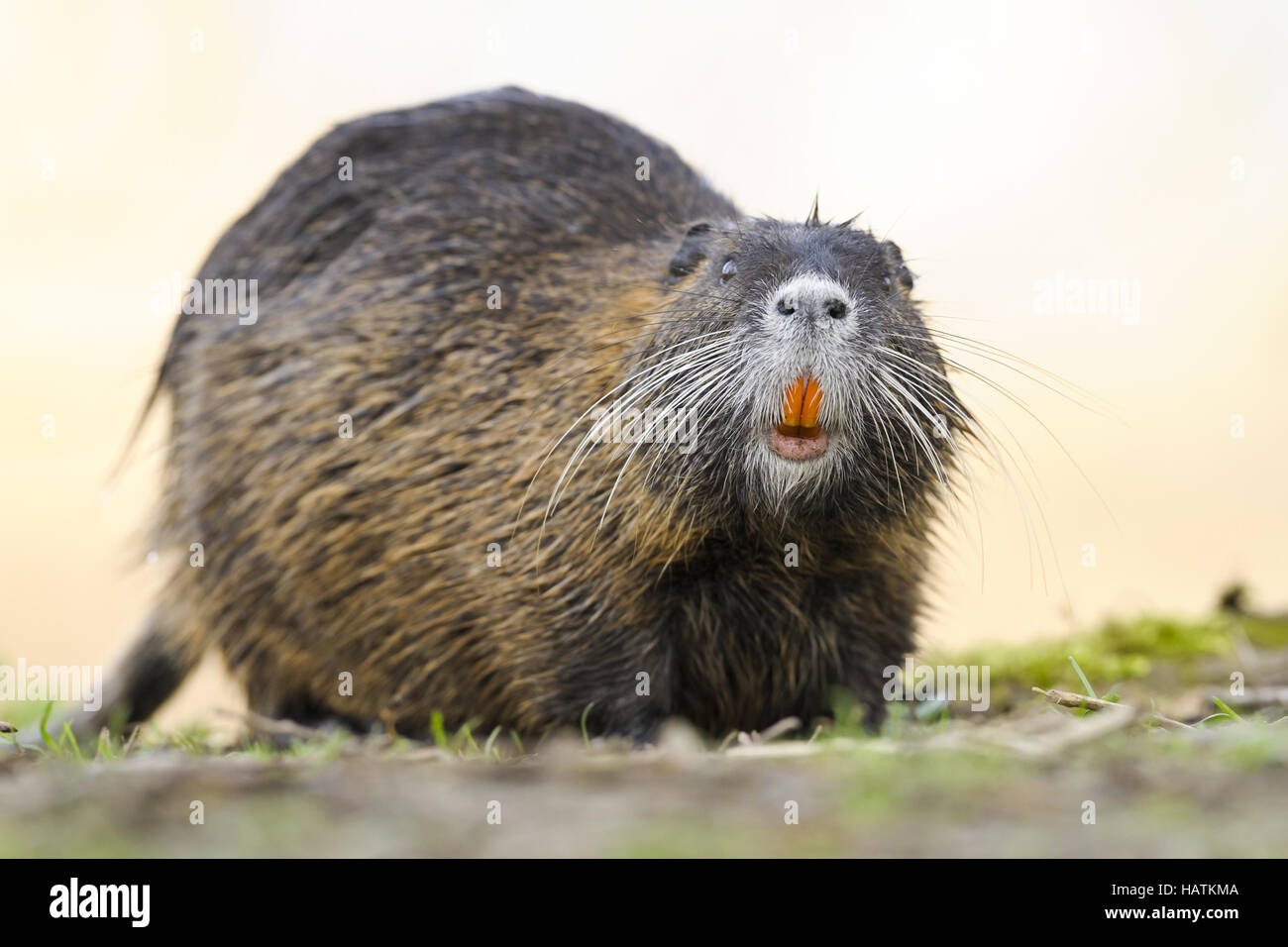Nutria (Biber-brummeln)-39.jpg Stockfoto