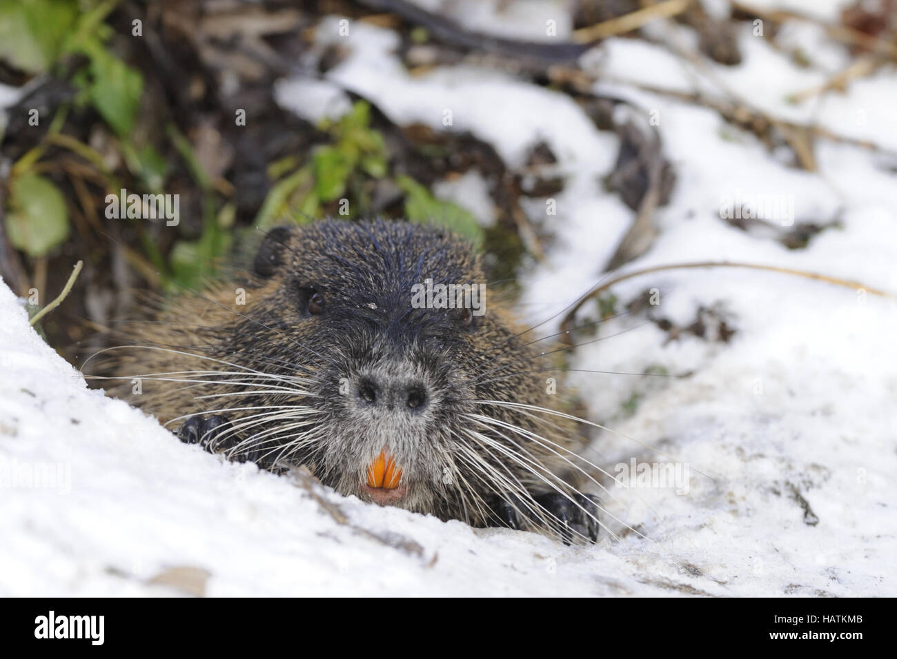 Nutria-(Biber-brummeln) 41.jpg Stockfoto