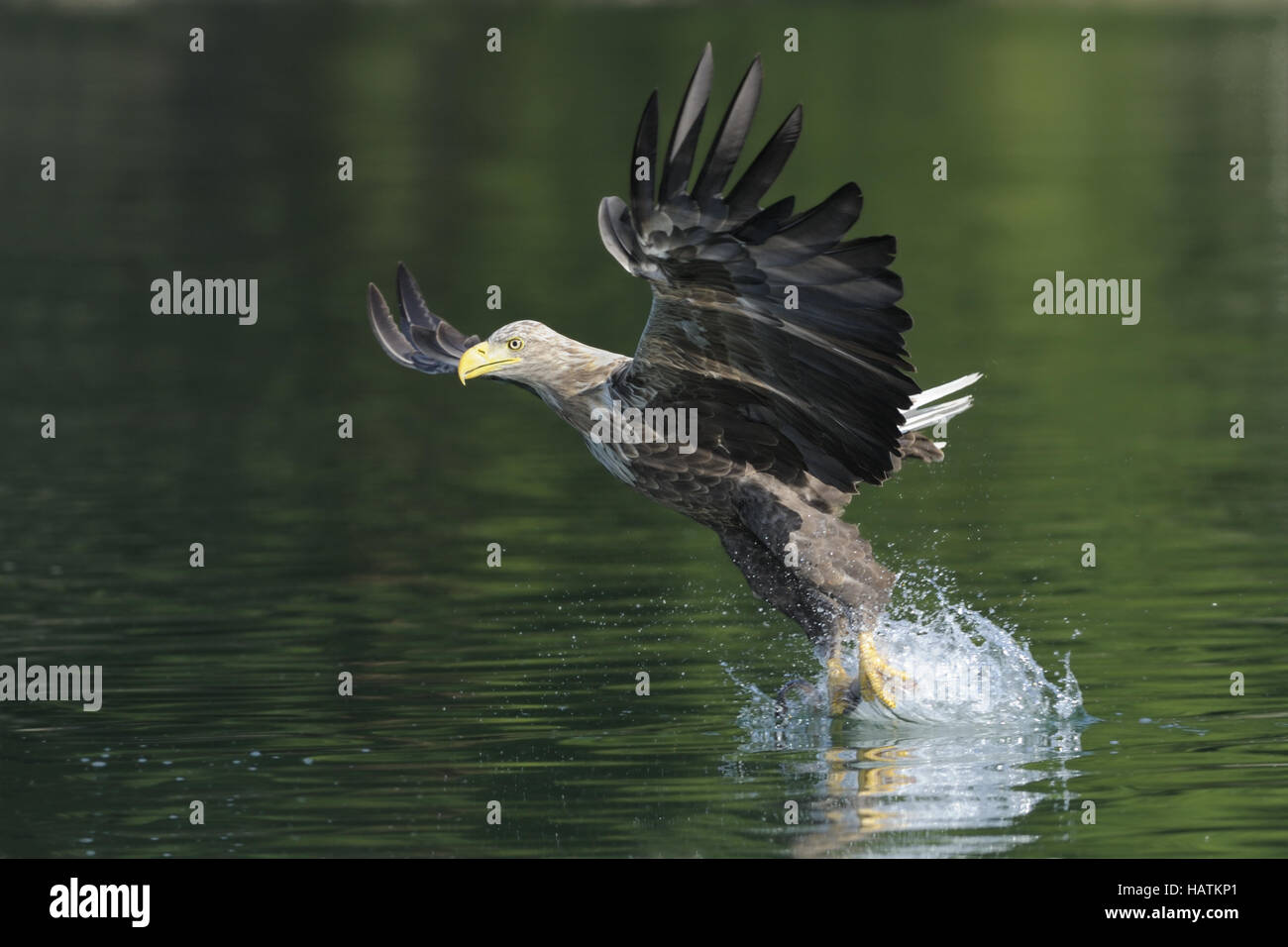 Seeadler (Haliaeetus albicilla)2.jpg Stockfoto