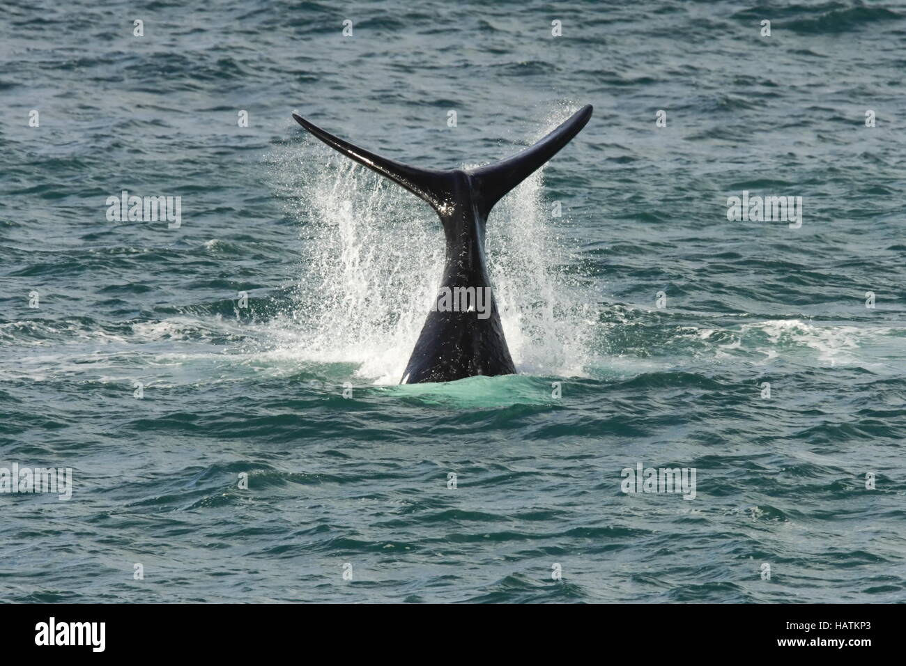 Southern right whale south africa Fotos und Bildmaterial in hoher