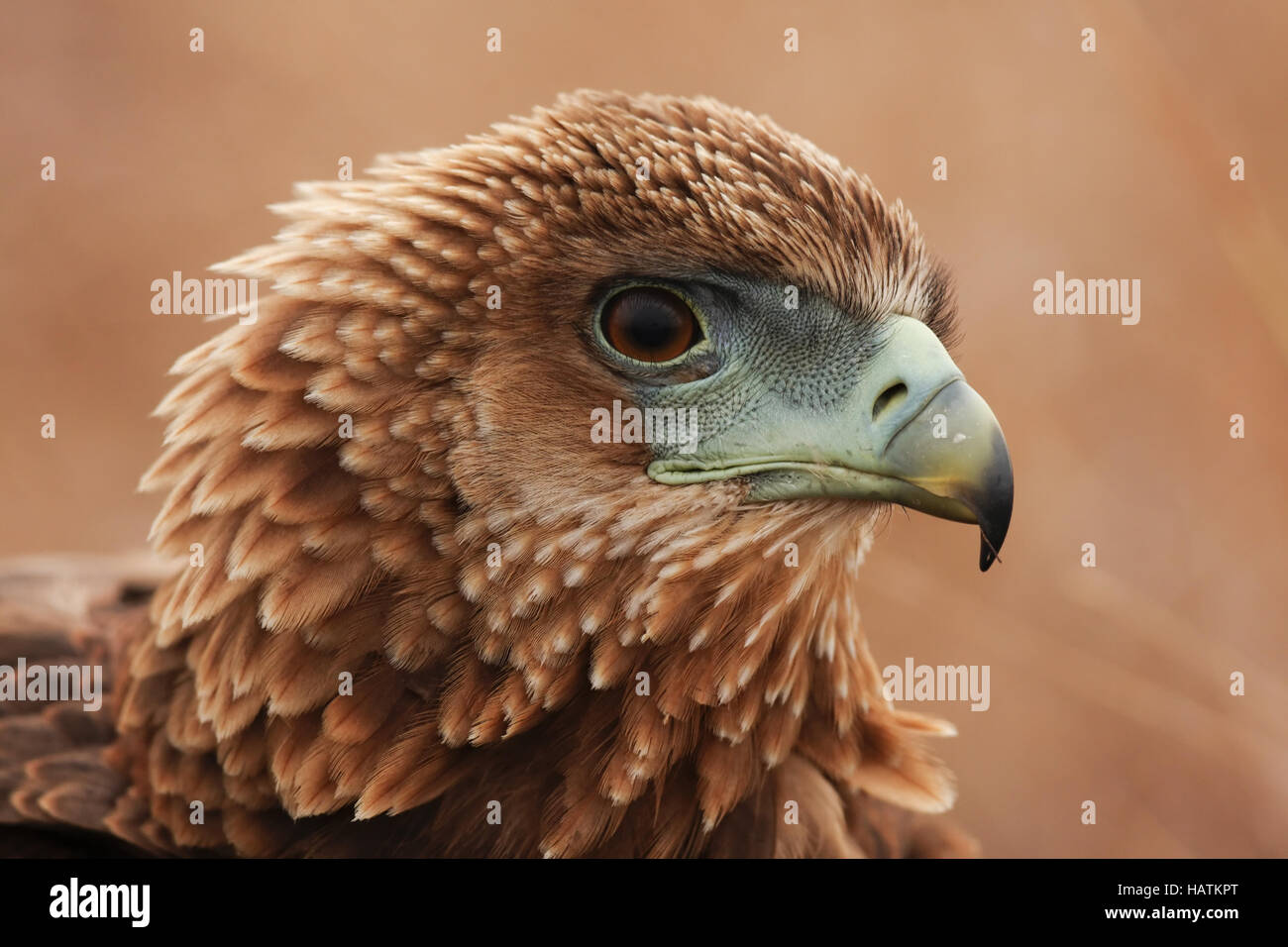 Tawny Eagle-Portrait-Südafrika Stockfoto