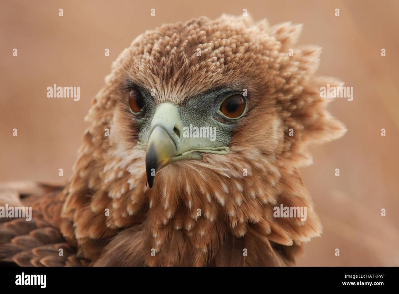 Tawny Eagle-Portrait-Südafrika Stockfoto