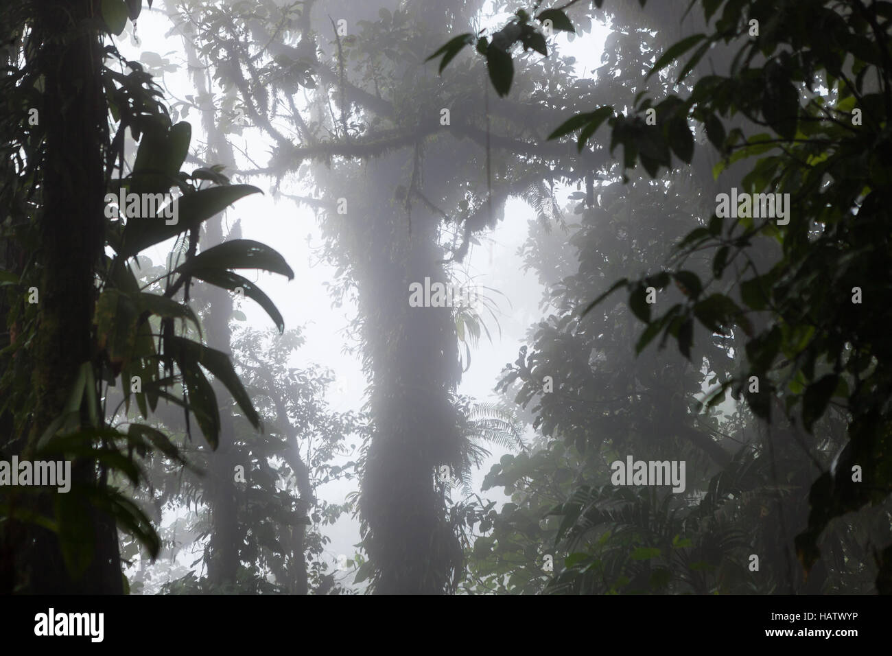 Tief im nebligen Regenwald Stockfoto