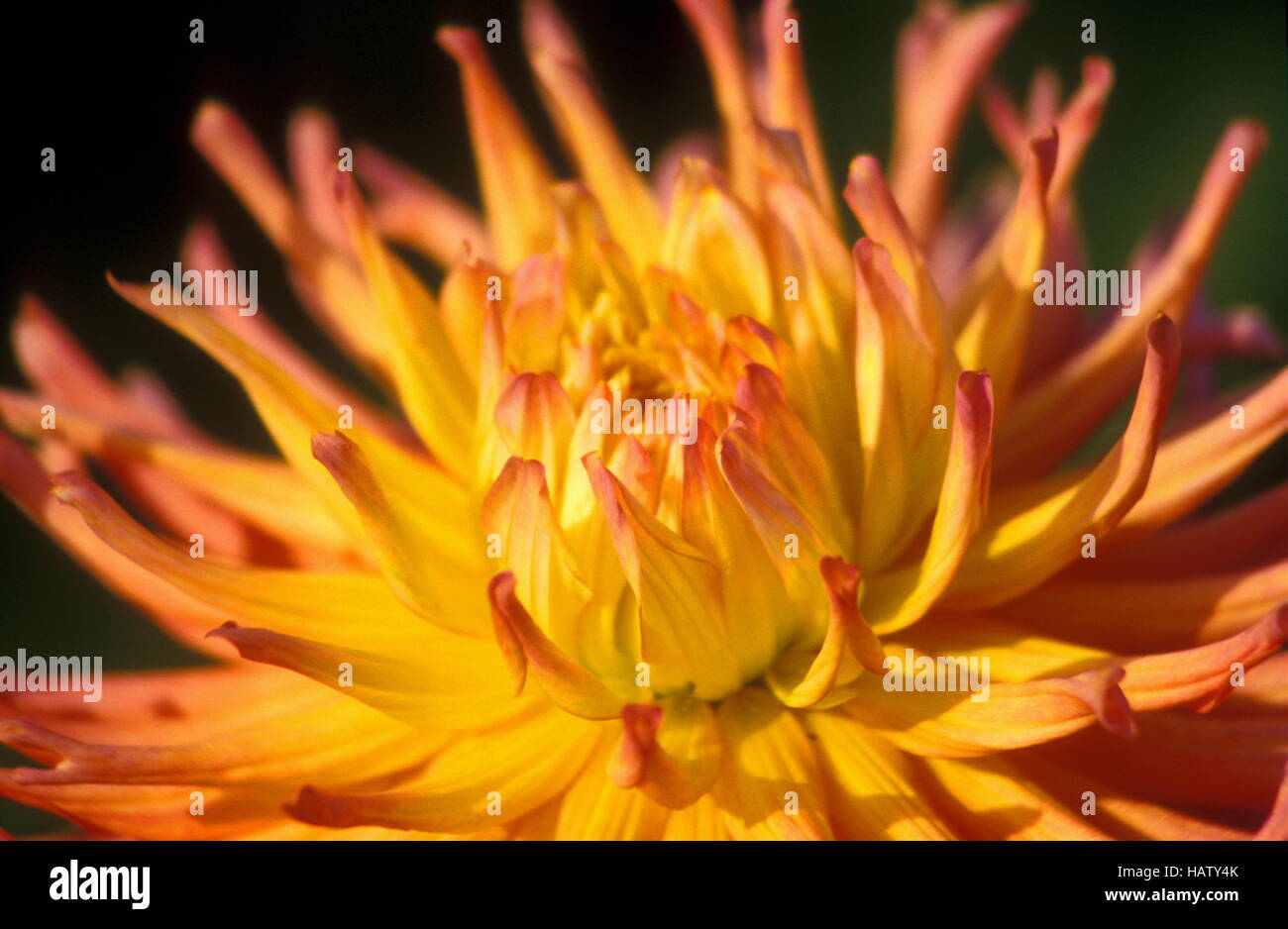 orangefarbene Blume - asteridae Stockfoto