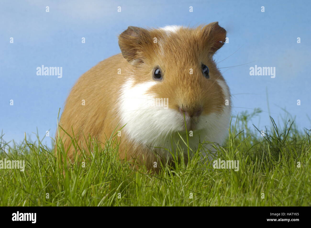 Meerschweinchen, Meerschweinchen, Studio Stockfoto