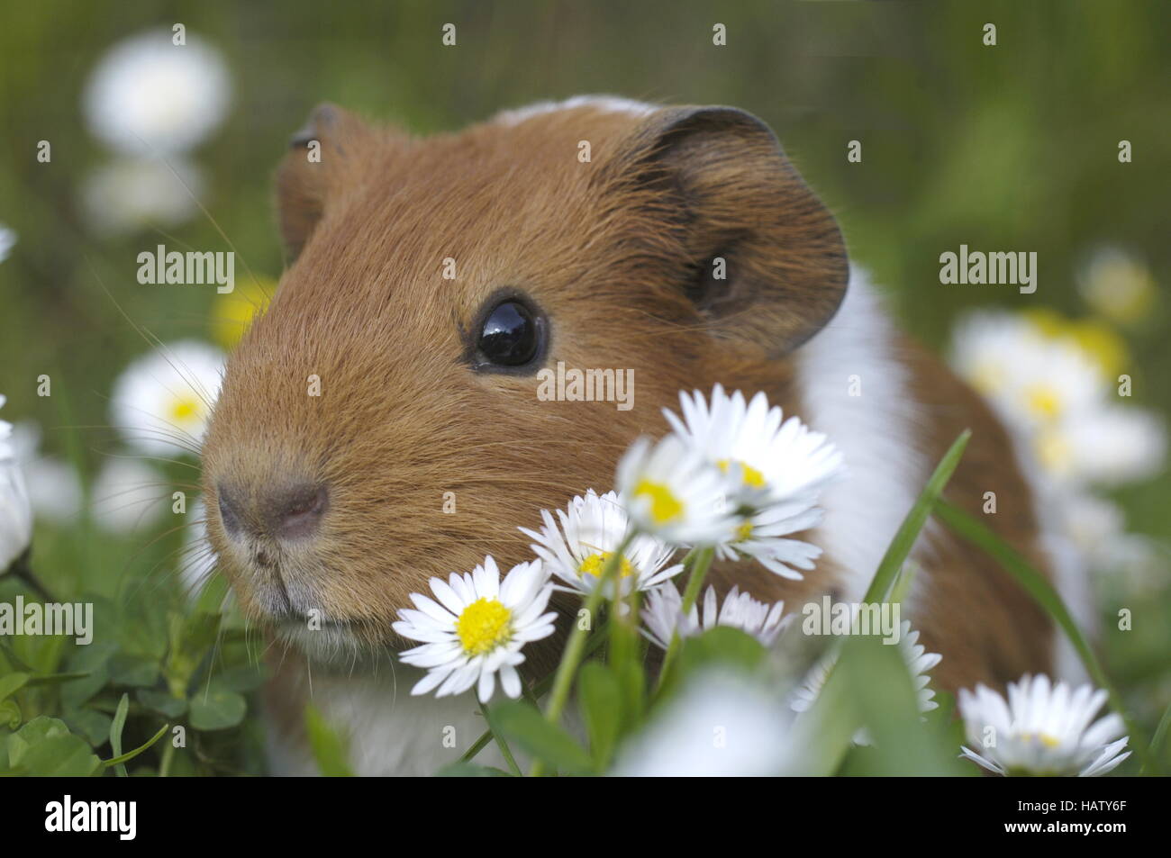 Meerschweinchen, Meerschweinchen, Studio Stockfoto