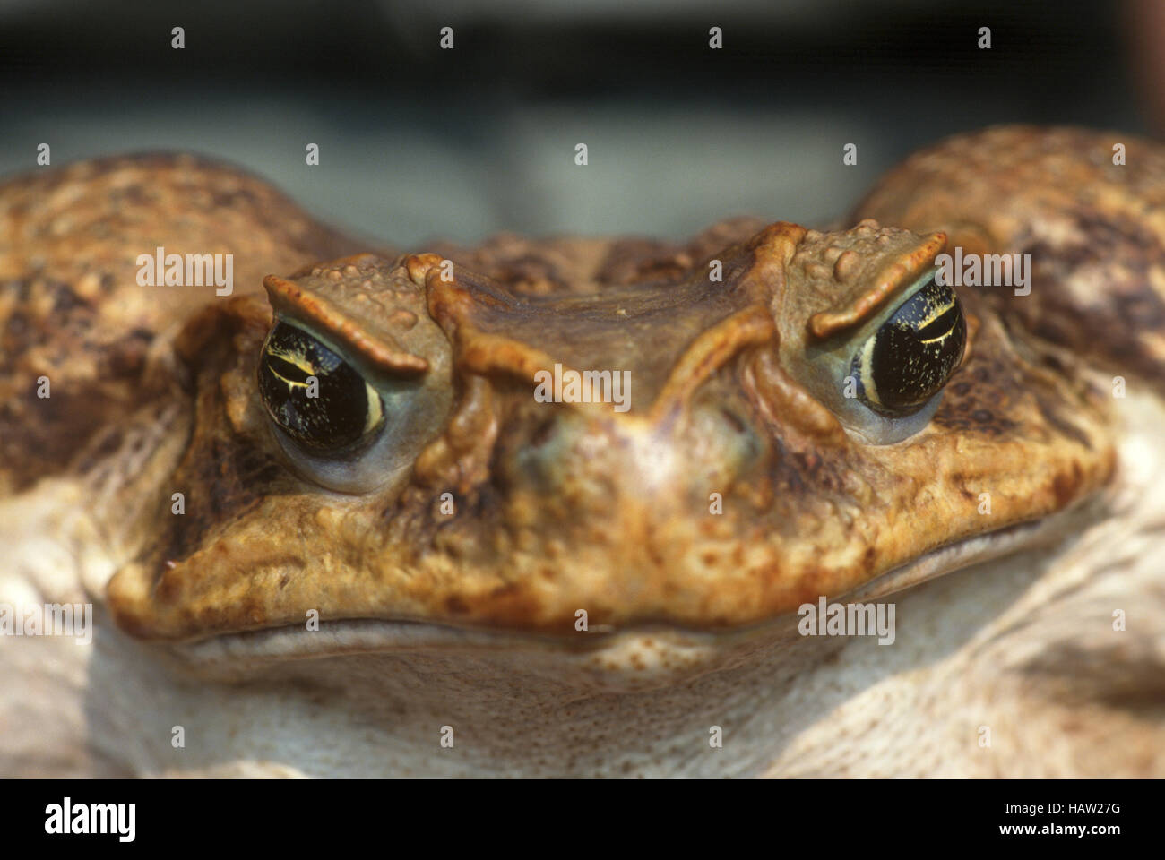 Bullfrog suchen Sie wütend. Küss mich! Stockfoto