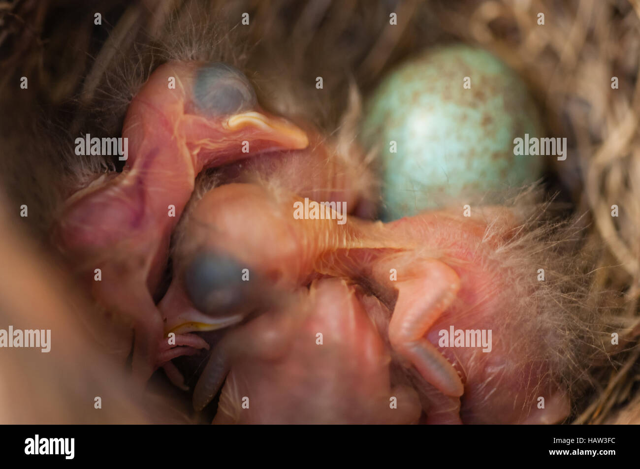 Amsel nest Stockfoto