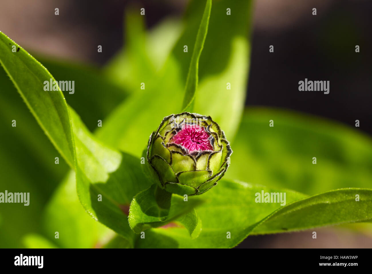 Zinnia Stockfoto