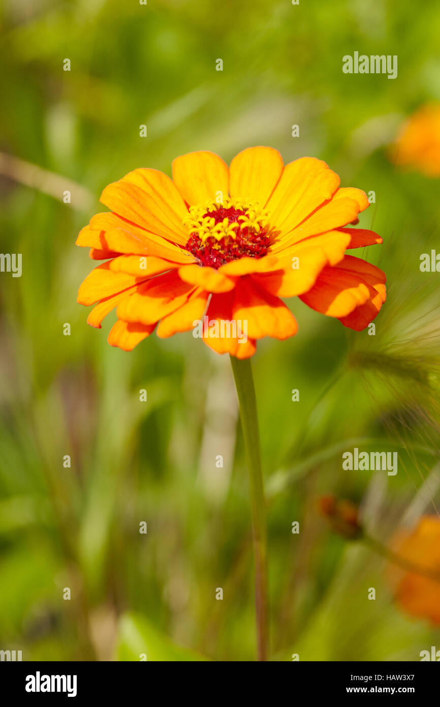 Zinnia Stockfoto