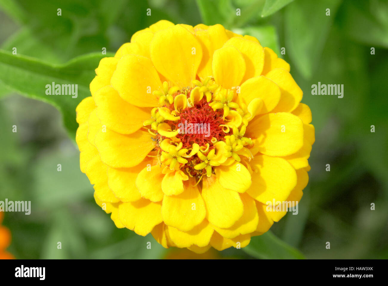 Zinnia Stockfoto