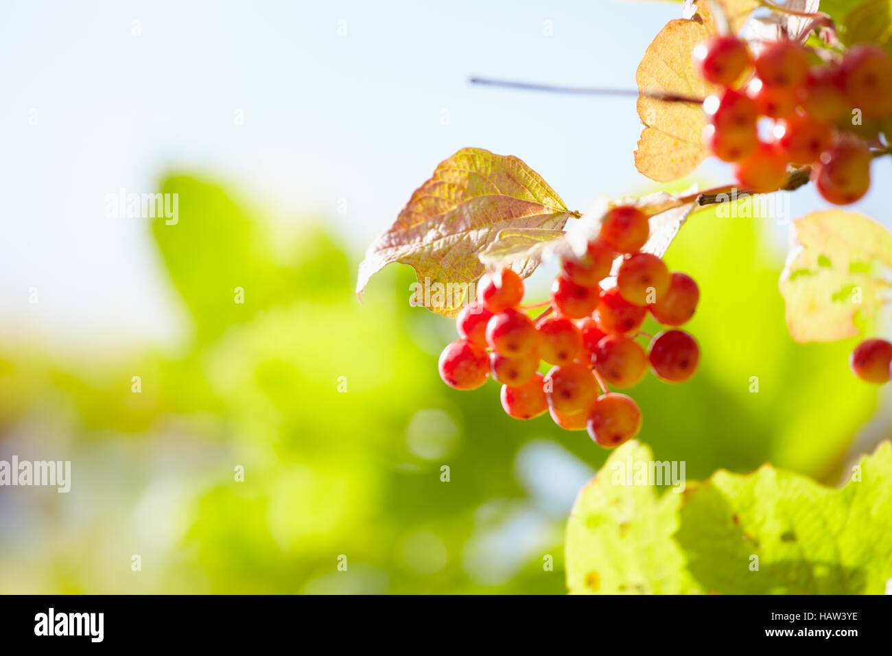 rote Johannisbeeren Stockfoto