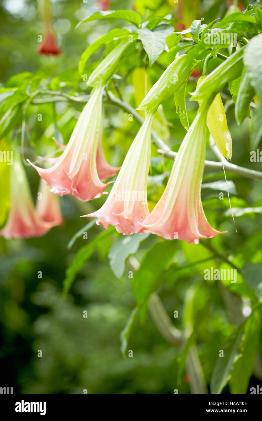 Blume Stockfoto