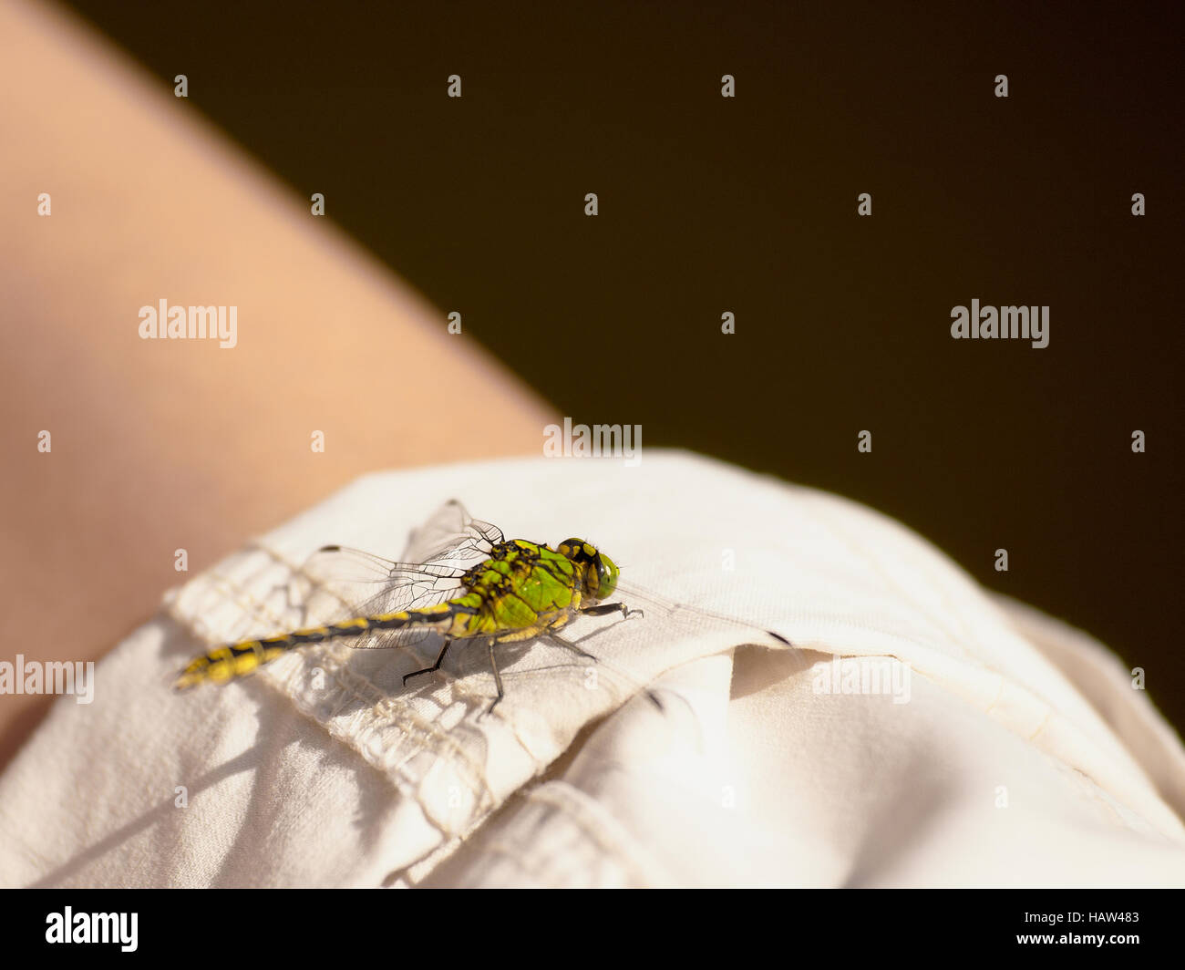 grüne Libellen Stockfoto