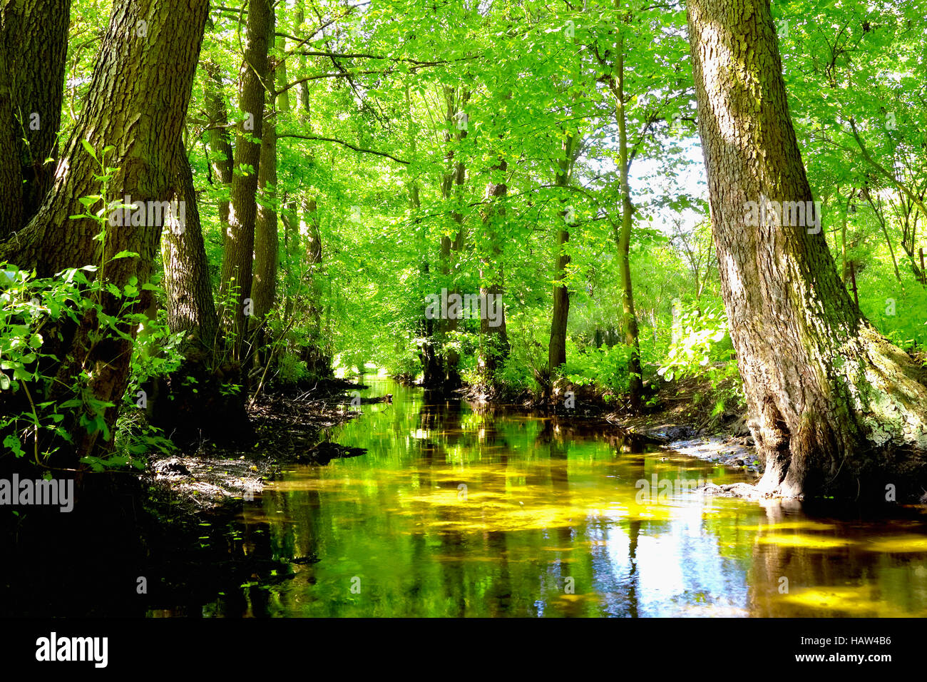 Sumpf - Briesetal Stockfoto