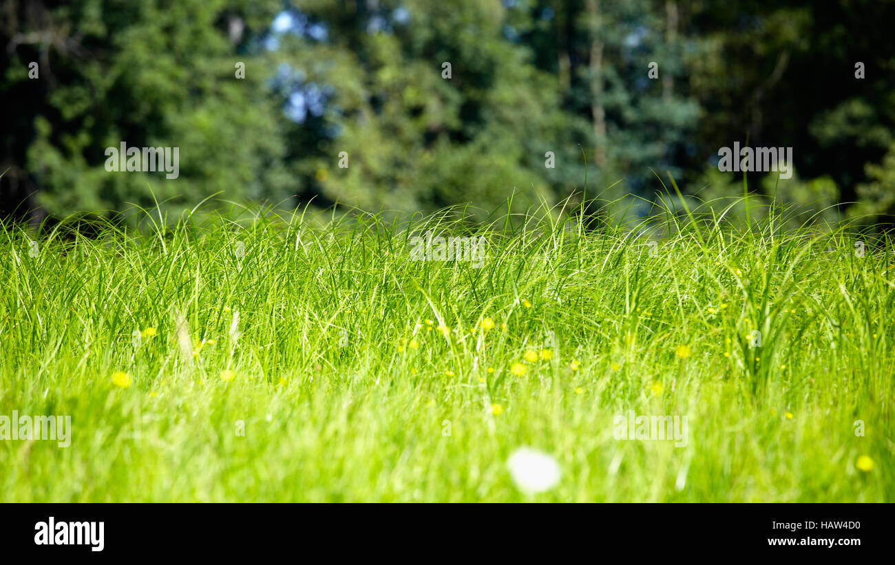 großen grünen Rasen Stockfoto