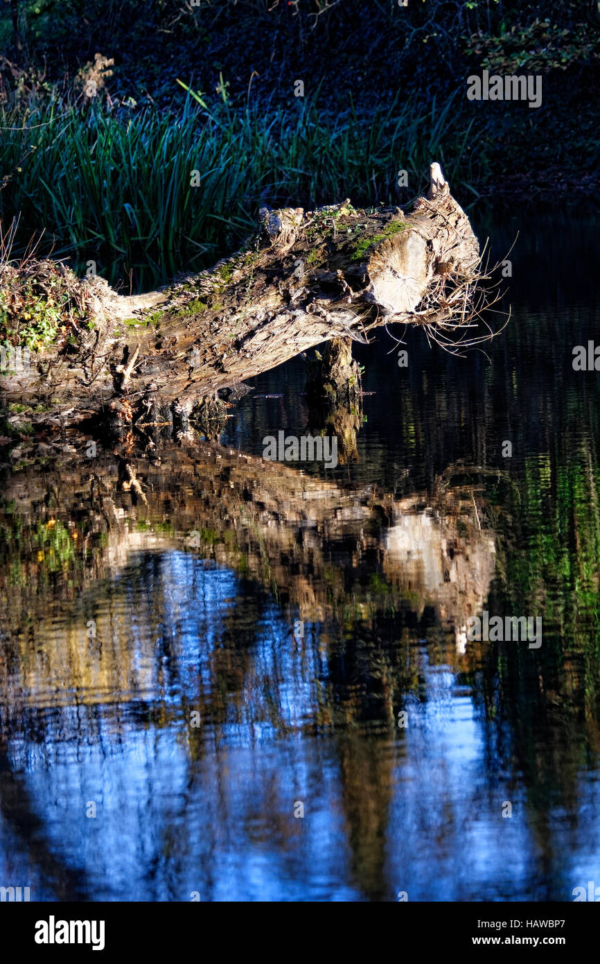 Herefordshire Landschaft wurde von Brian Hatton jetzt erlebt durch die Hatton Wanderweg am Viehtreiber Pool gemalt. Stockfoto