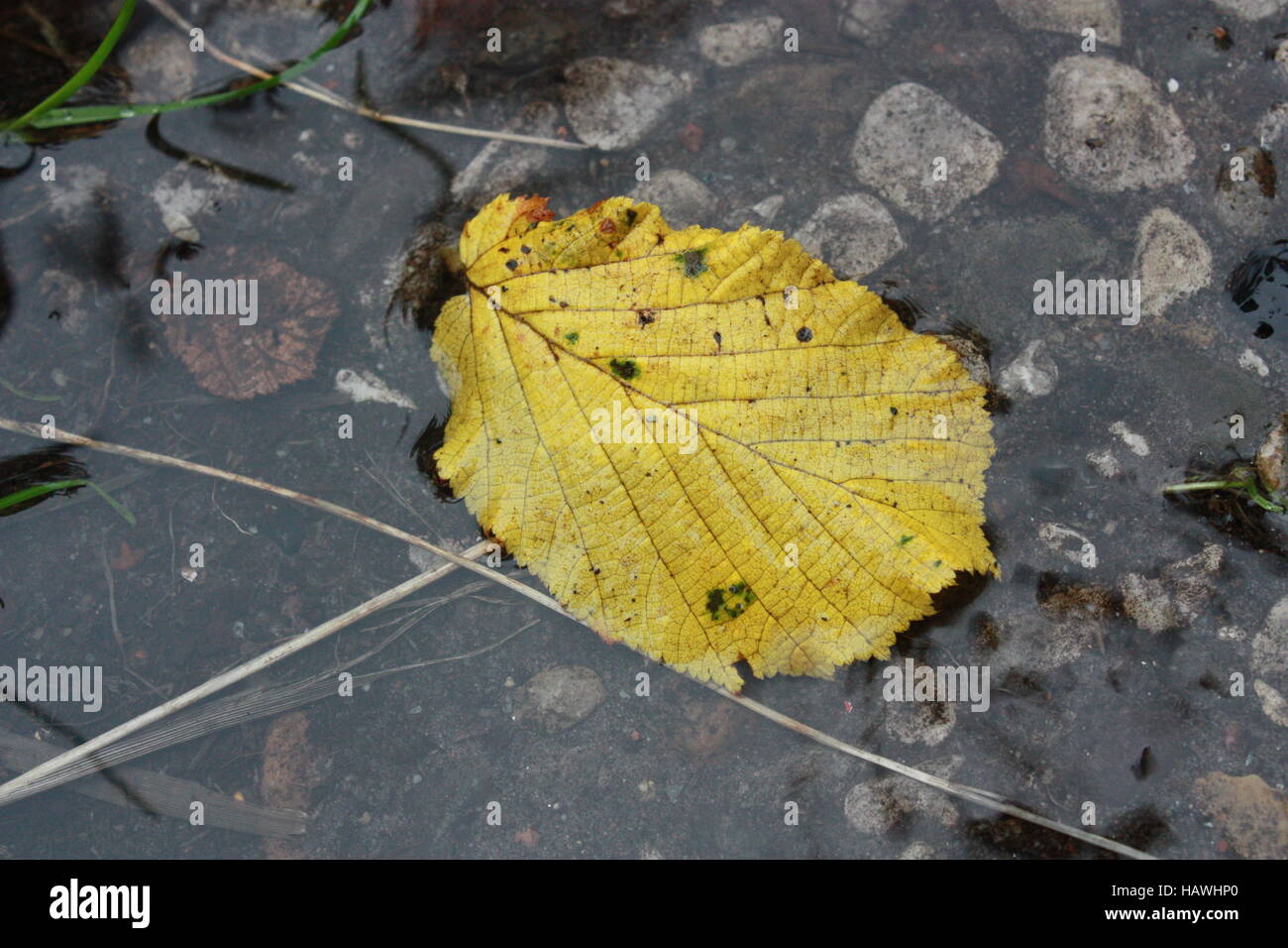 gelbes Blatt im Regenwasser Stockfoto