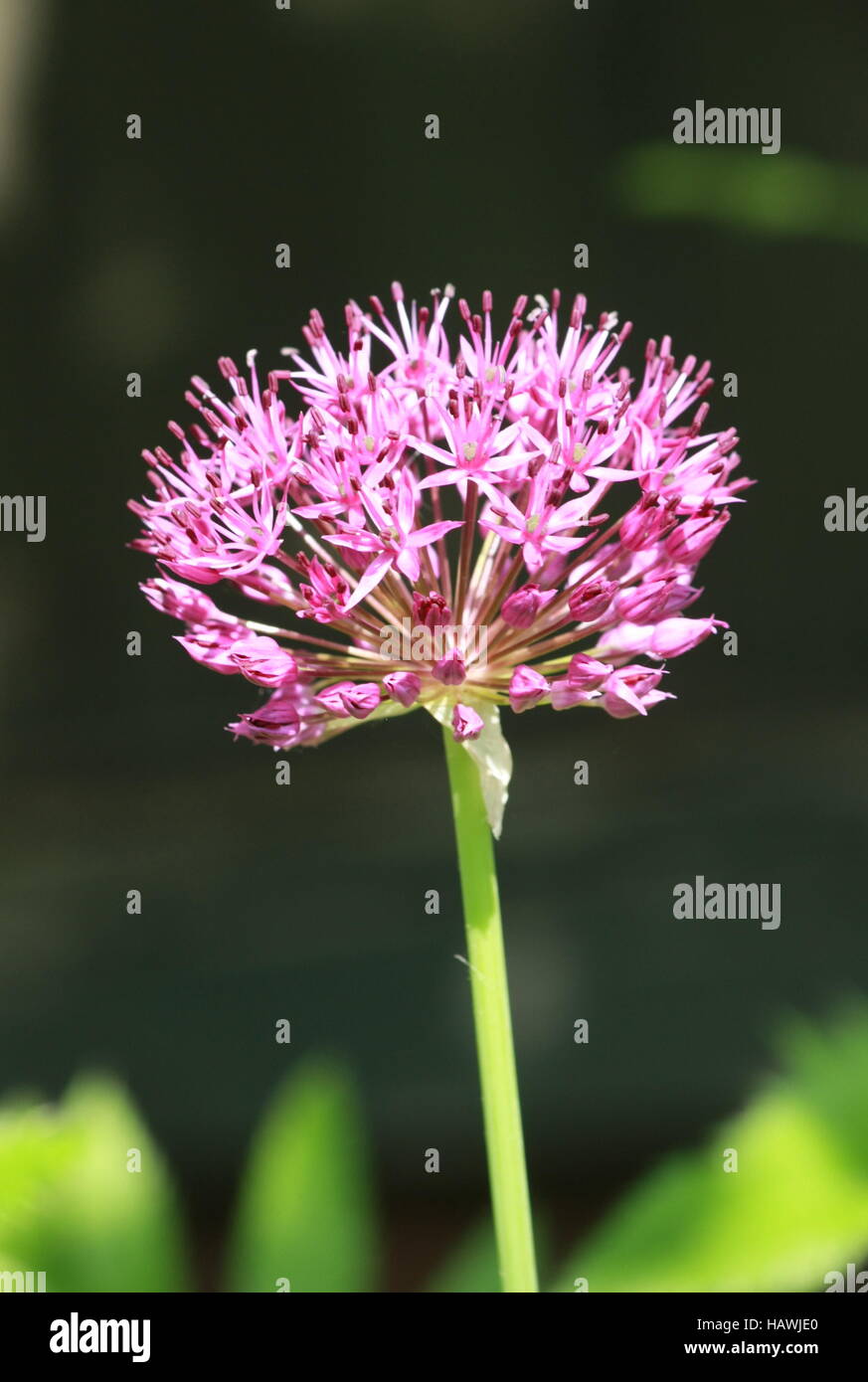 Kugelförmige Dolde, Blume, Birne Stockfoto