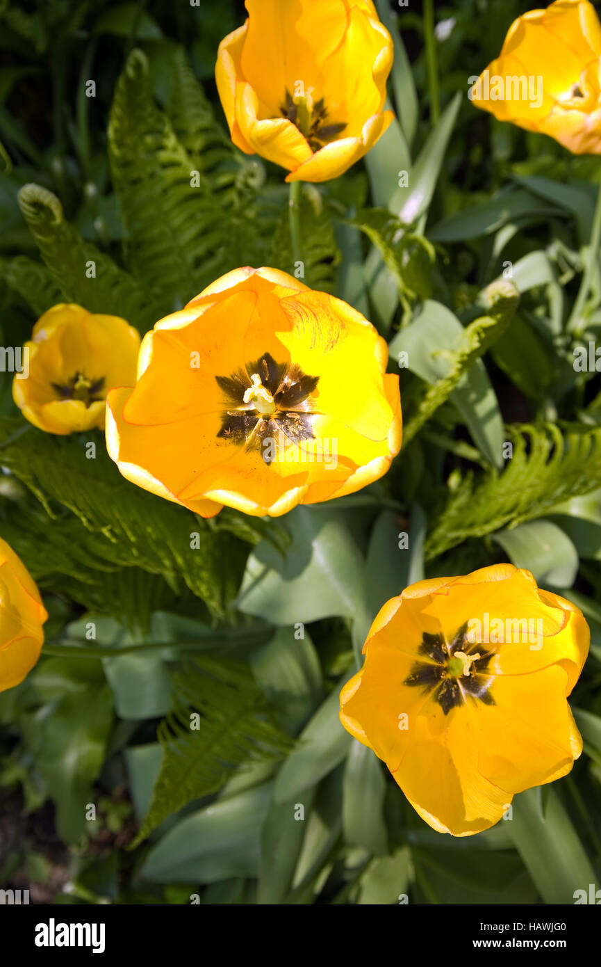 geöffnete Tulpe blüht Stockfoto