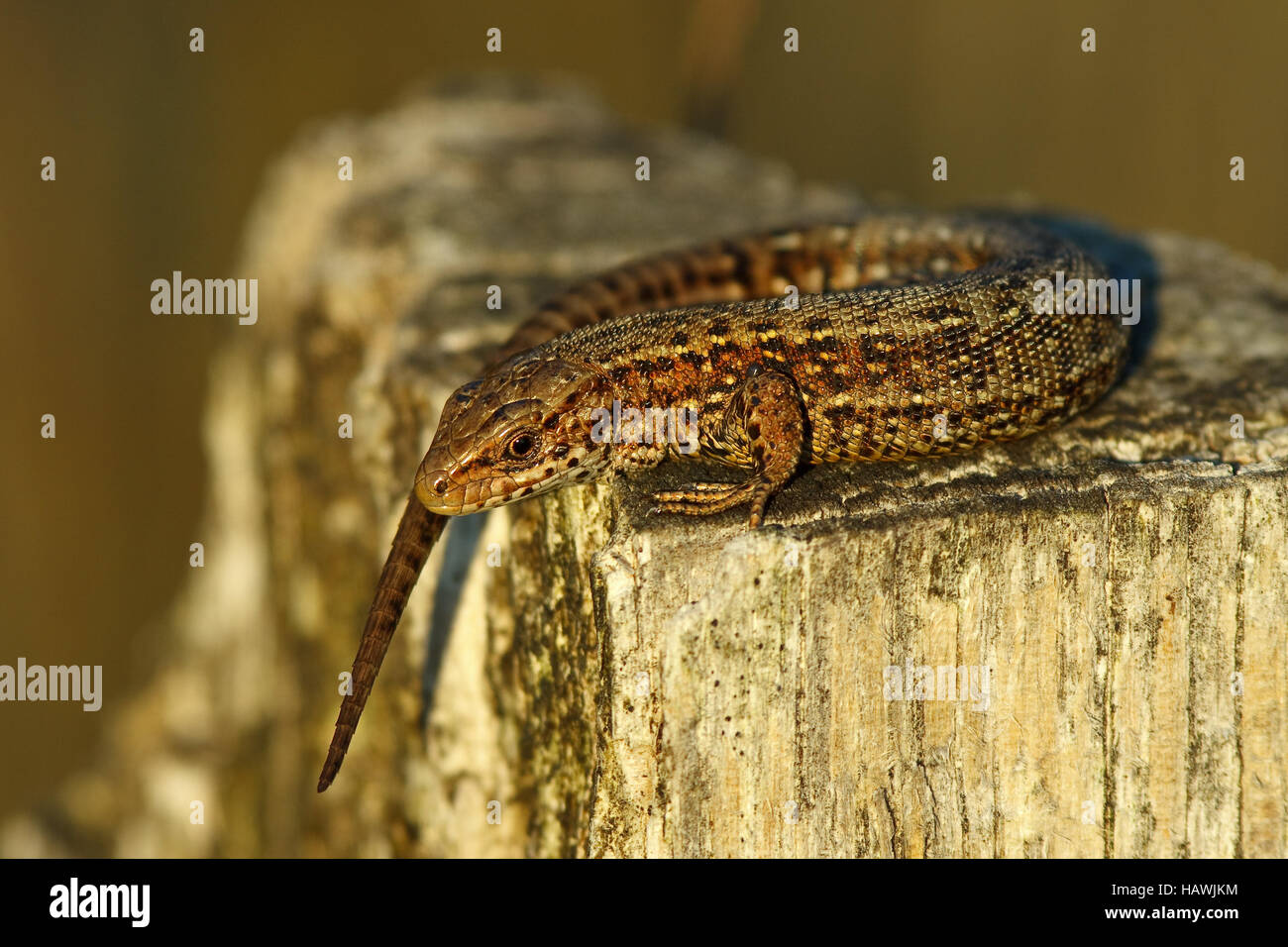 vivipare Eidechse - Zootoca vivipara Stockfoto