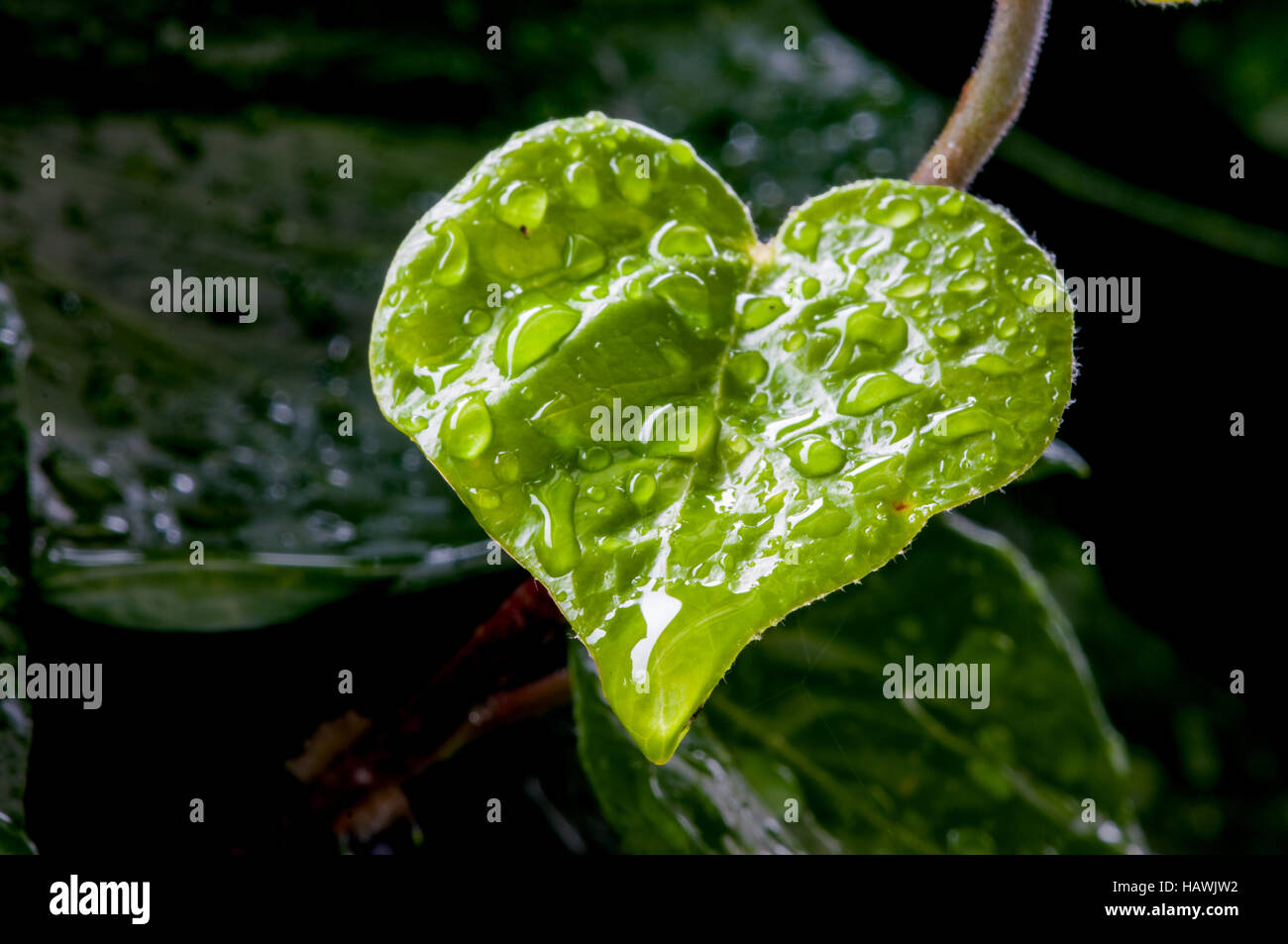 Herz im blatt Fotos und Bildmaterial in hoher Auflösung Alamy