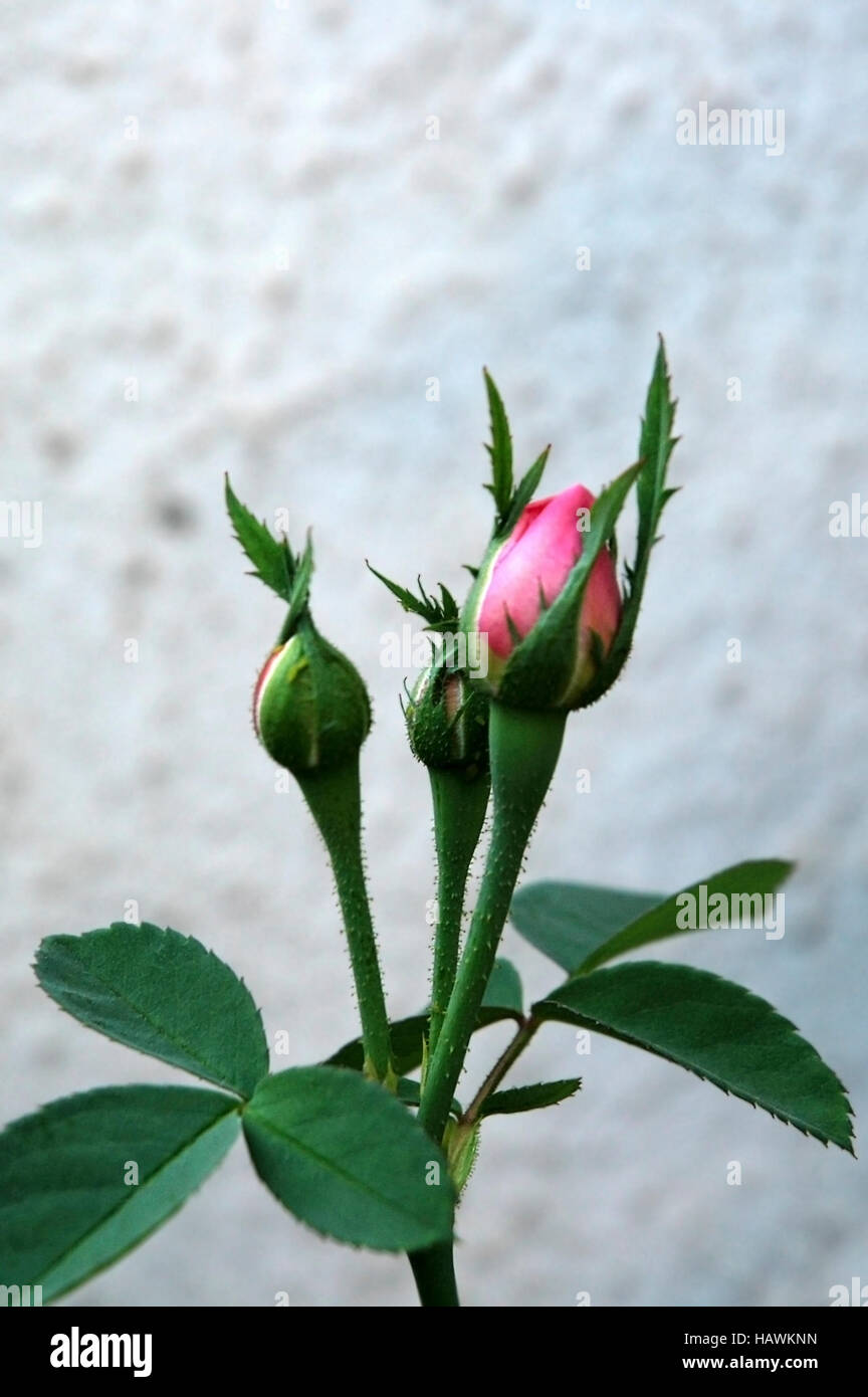 Rose Knospe Stockfoto