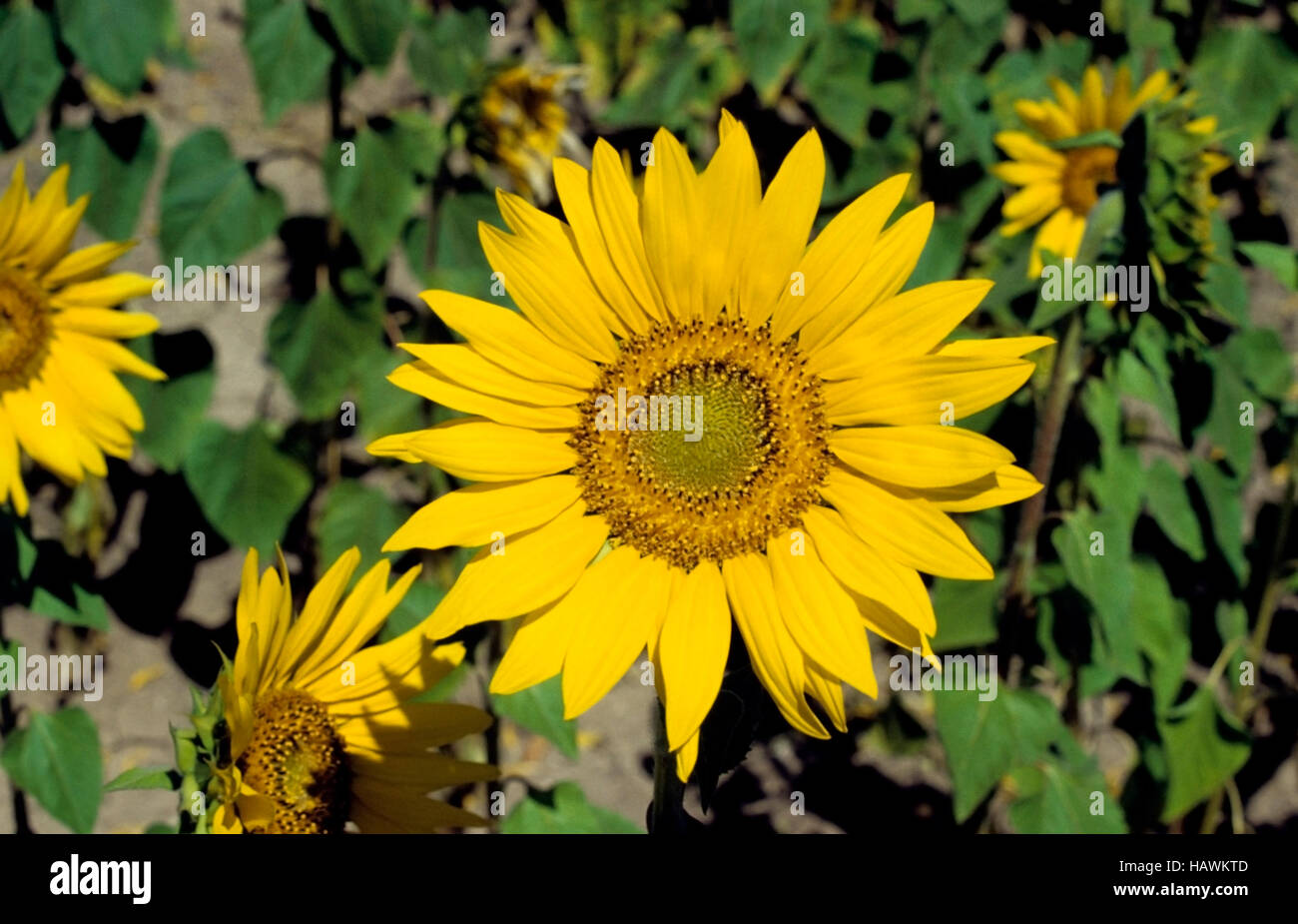 Helianthus oder Sonnenblumen Stockfoto