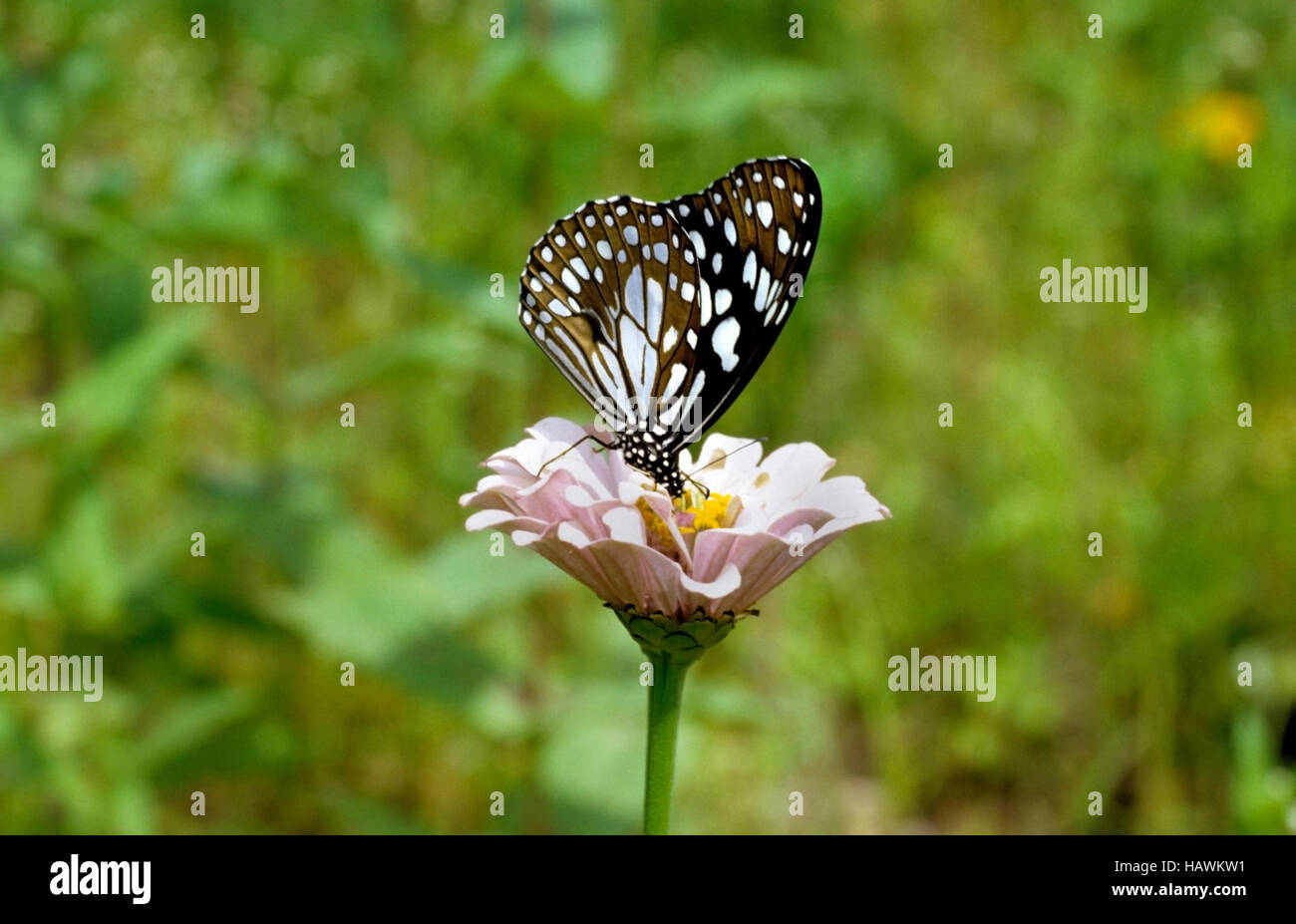 Schmetterling auf Dahlie Blume Stockfoto