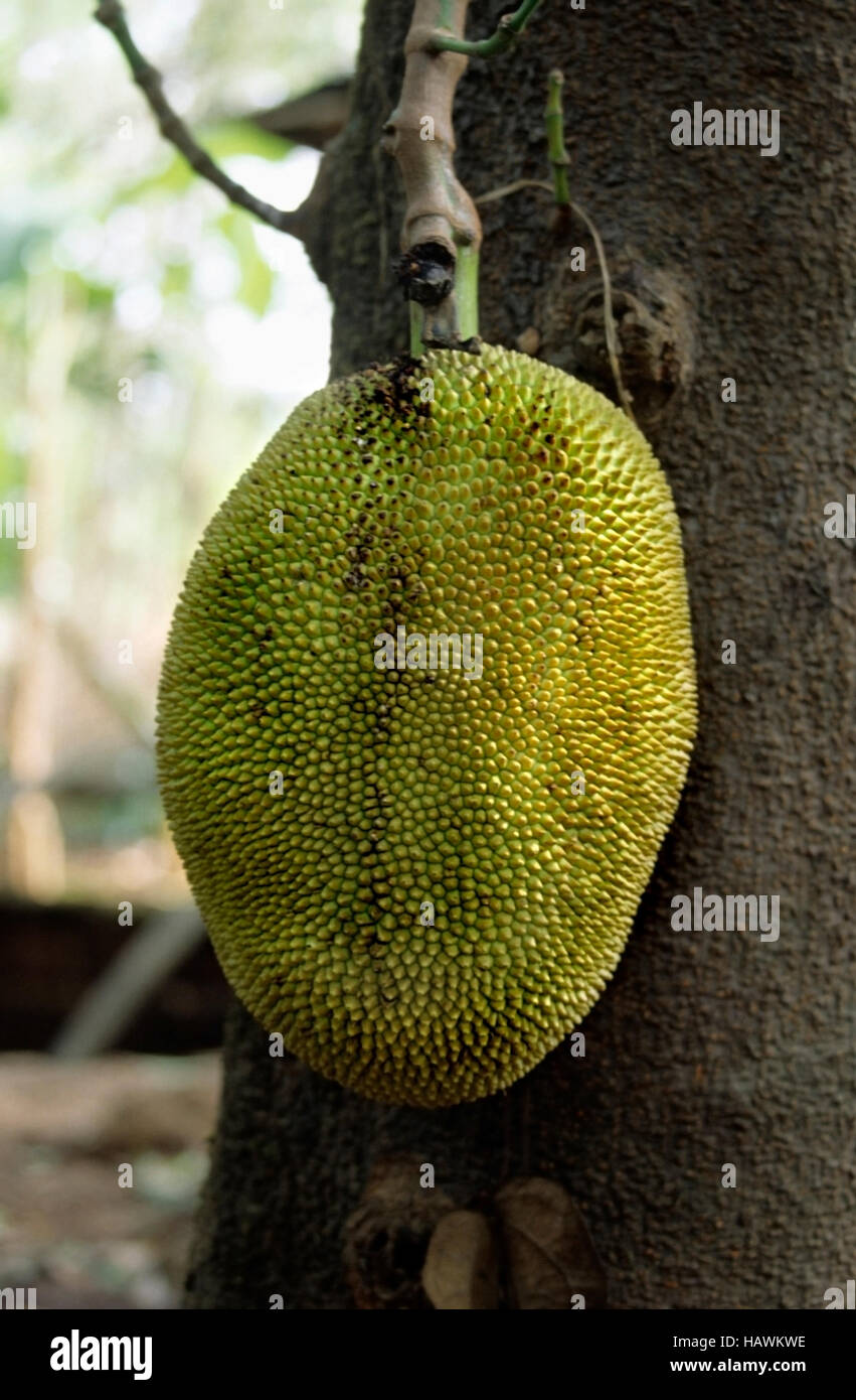 Jackfruit - Artocarpus Heterophyllus Lam Jackfruit ist der größte Baum getragen Frucht der Welt erreichen 80 Pfund Gewicht und bis zu 36 Zoll lang Stockfoto