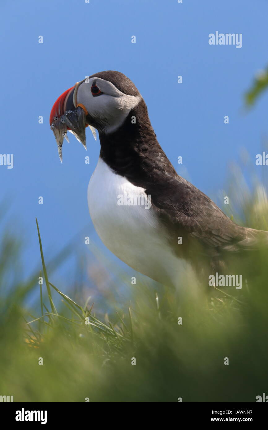 Papageitaucher mit Fisch im Mund Island Stockfoto