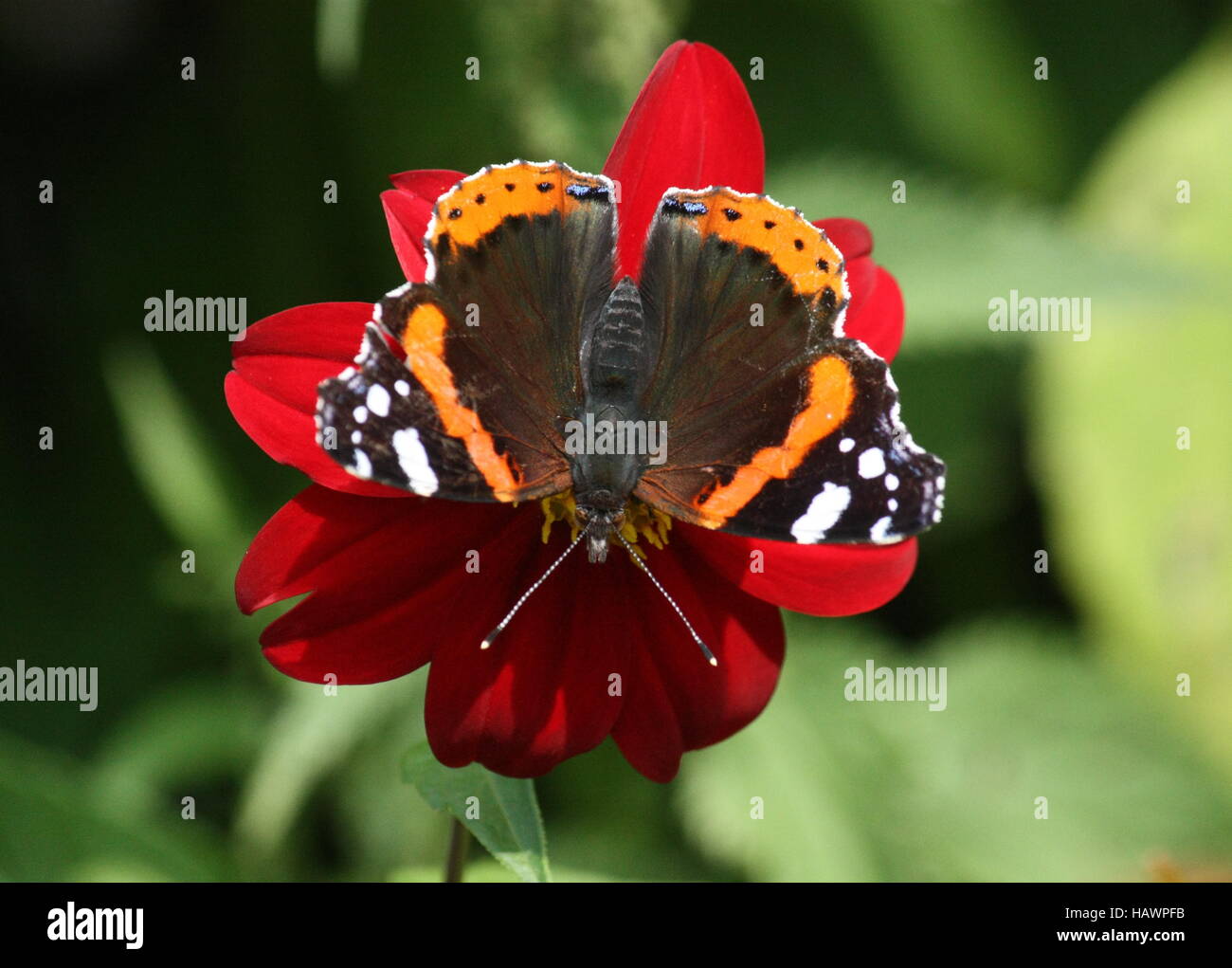 Schmetterling, Admiral auf rot, die untere Stockfoto