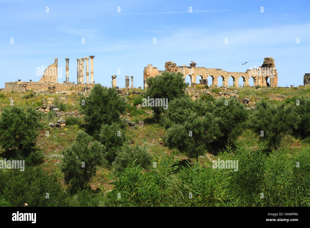 Volubilis Stockfoto