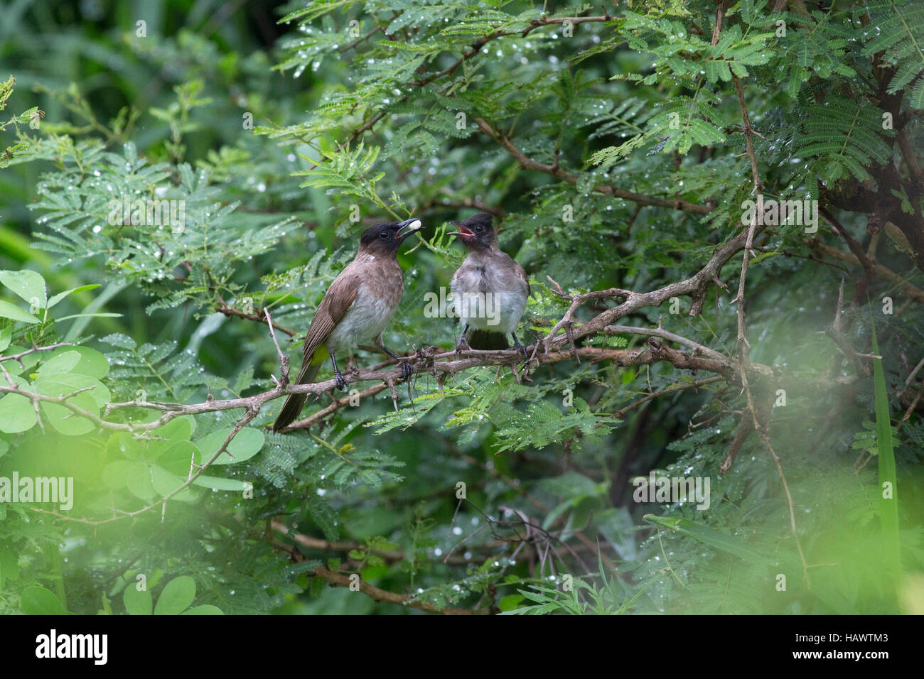 Ein dunkel-capped Bulul oder Black-Eyed-Bülbül (Pycnonotus Tricolor) Fütterung der Küken auf einem Ast ich Stockfoto