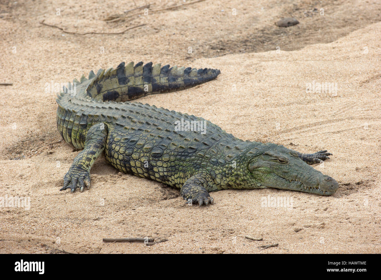 Ein Krokodil auf einem Fluss im Krüger National Park. Stockfoto