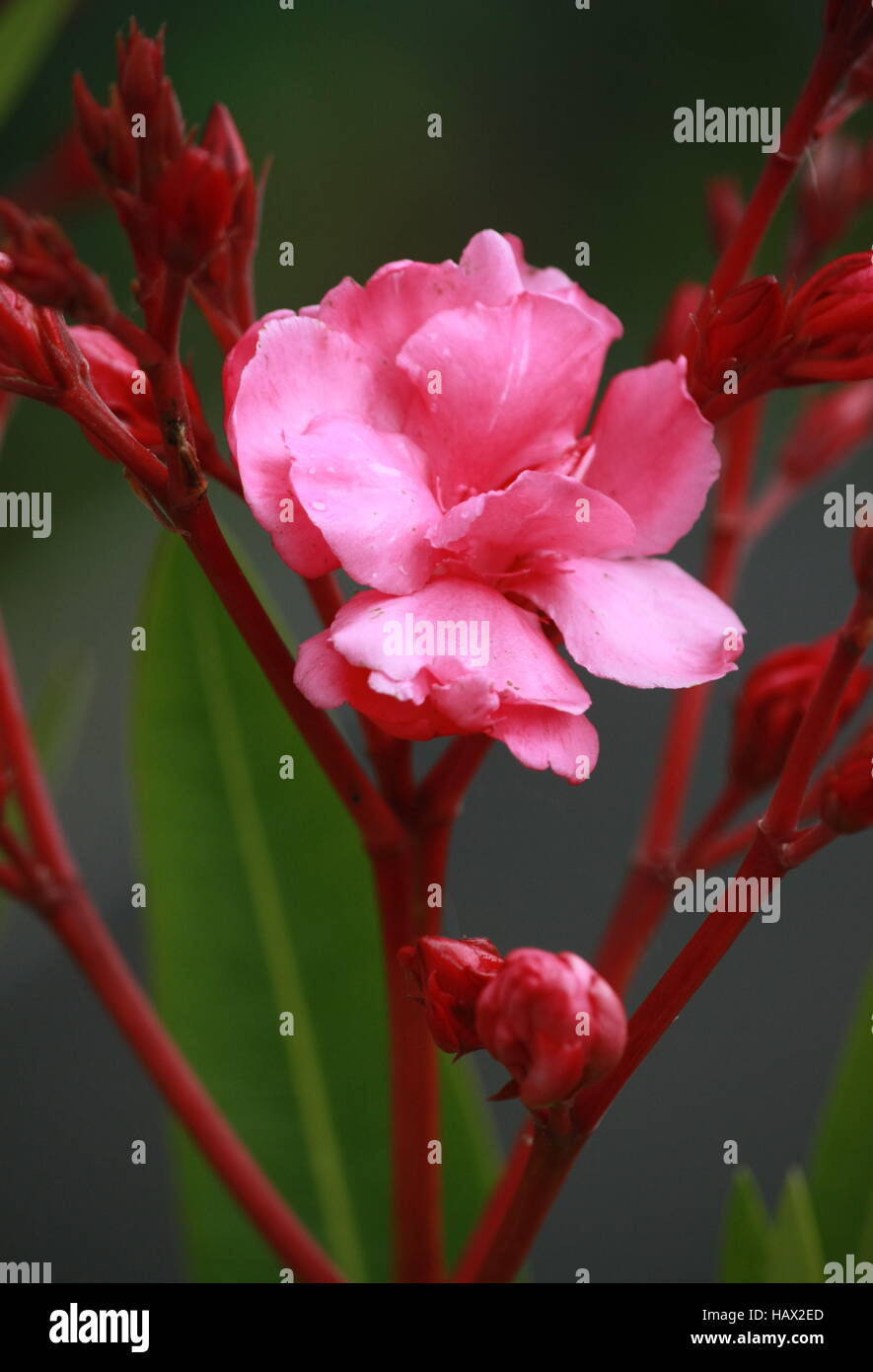 Oleander-Blume Stockfoto