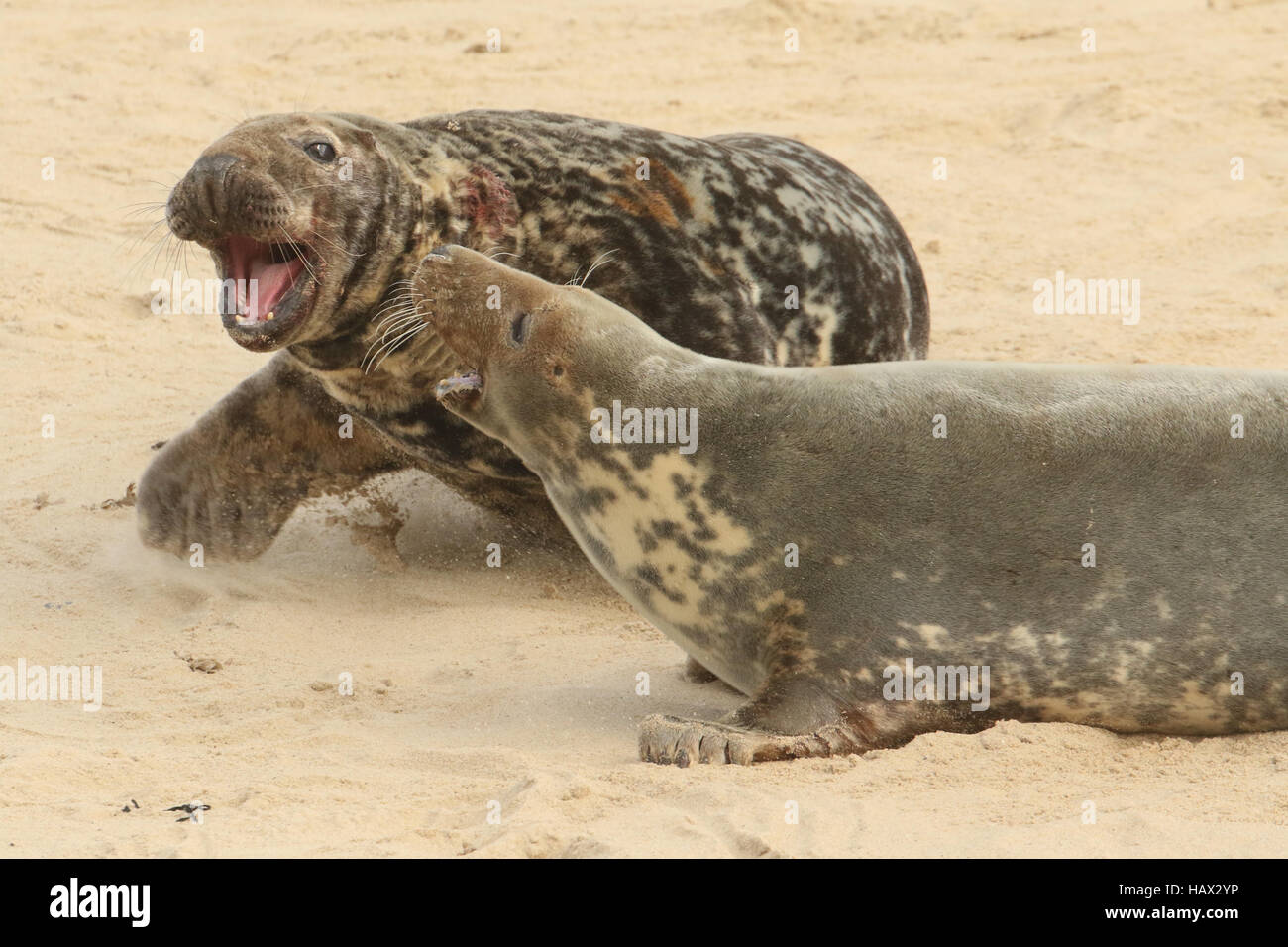 Ein Kampf bricht aus, wenn ein großer Stier Grey Seal (Halichoerus Grypus) zu einer Frau mit ihren neu geborenen Welpen nahe kommt. Stockfoto
