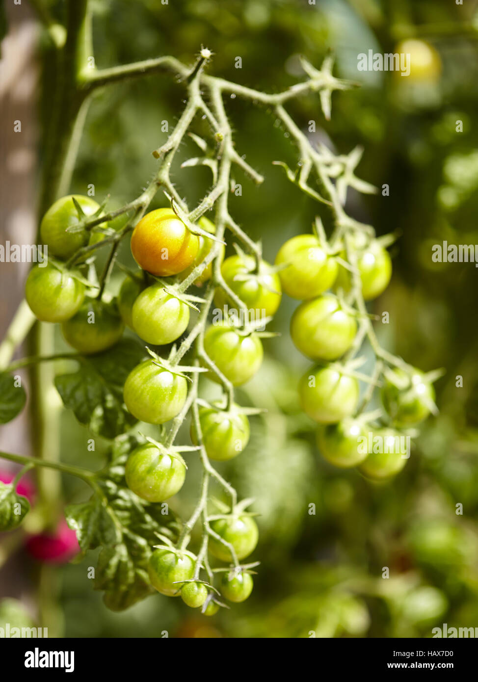 Grüne Tomaten Stockfoto