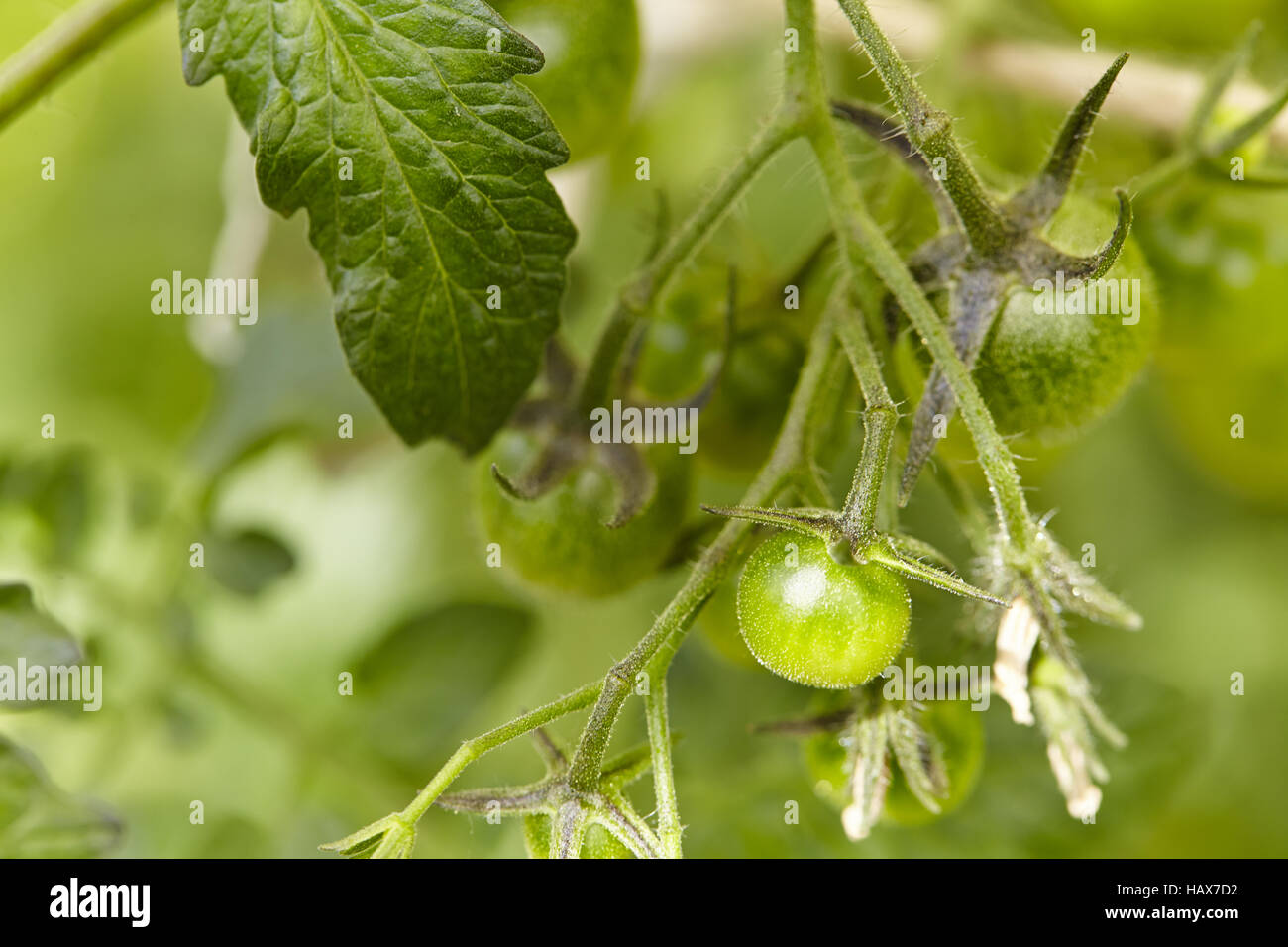 Grüne Tomaten Stockfoto