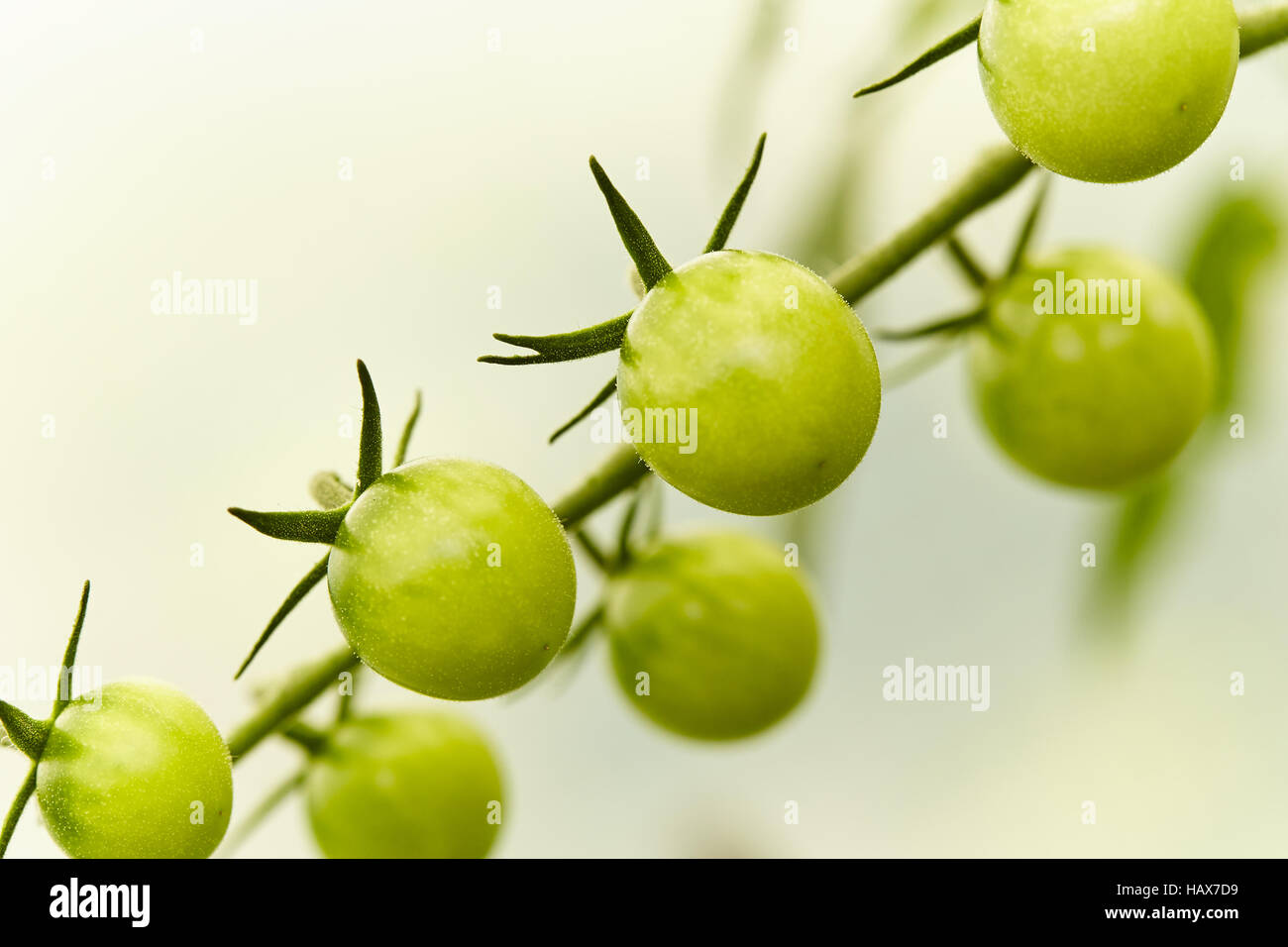 Grüne Tomaten Stockfoto