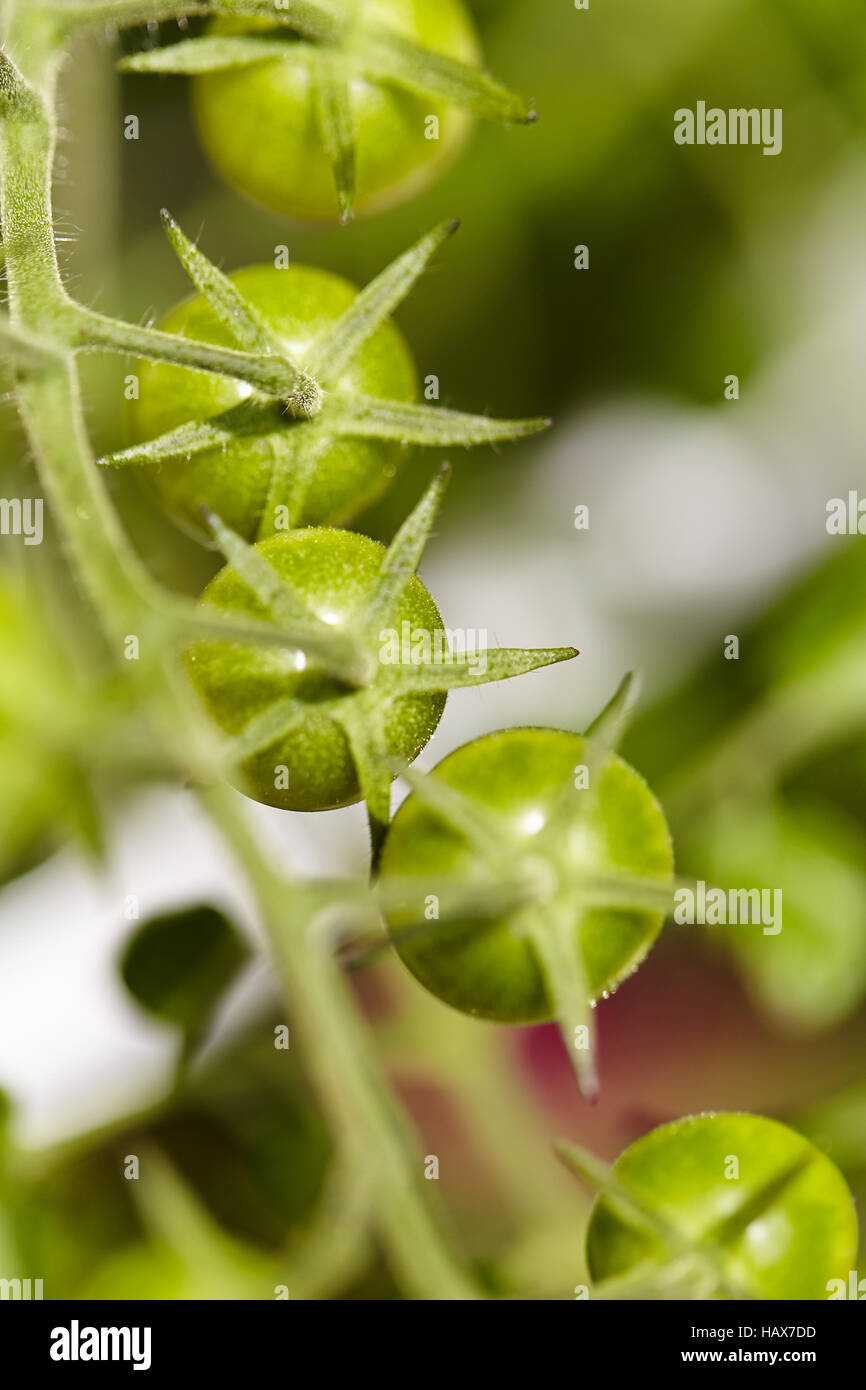 Grüne Tomaten Stockfoto