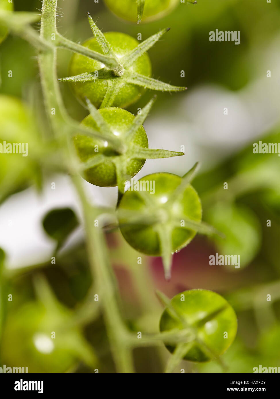 Grüne Tomaten Stockfoto