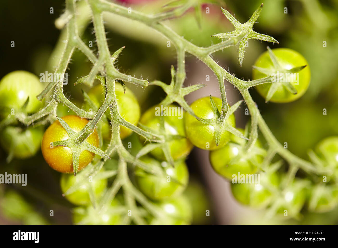 Grüne Tomaten Stockfoto