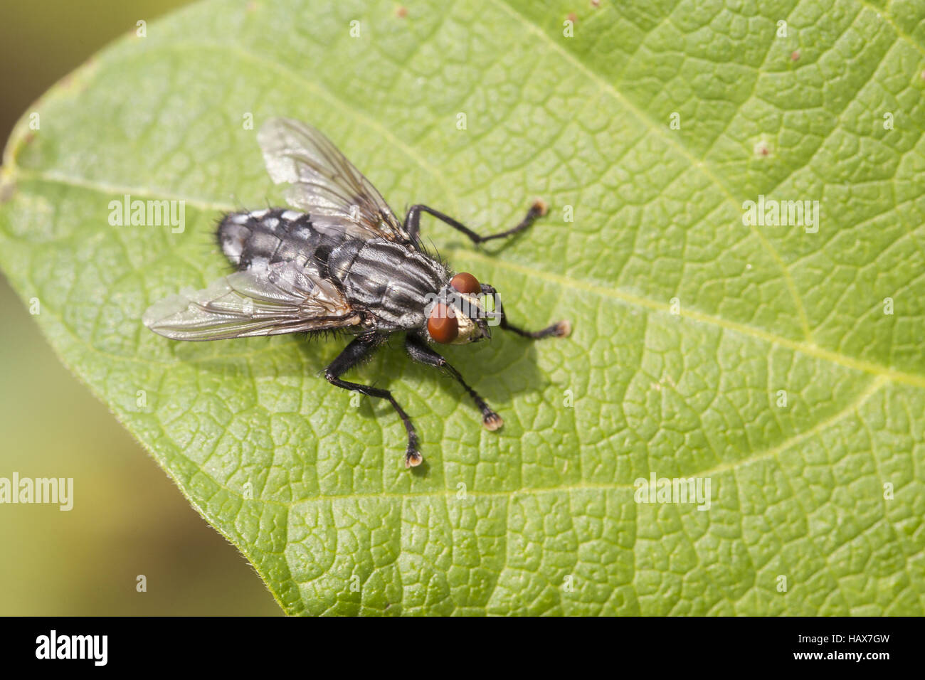 Kleine Insekten auf Blatt Stockfoto