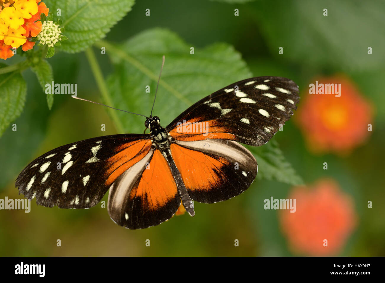 Doris Longwing Stockfoto