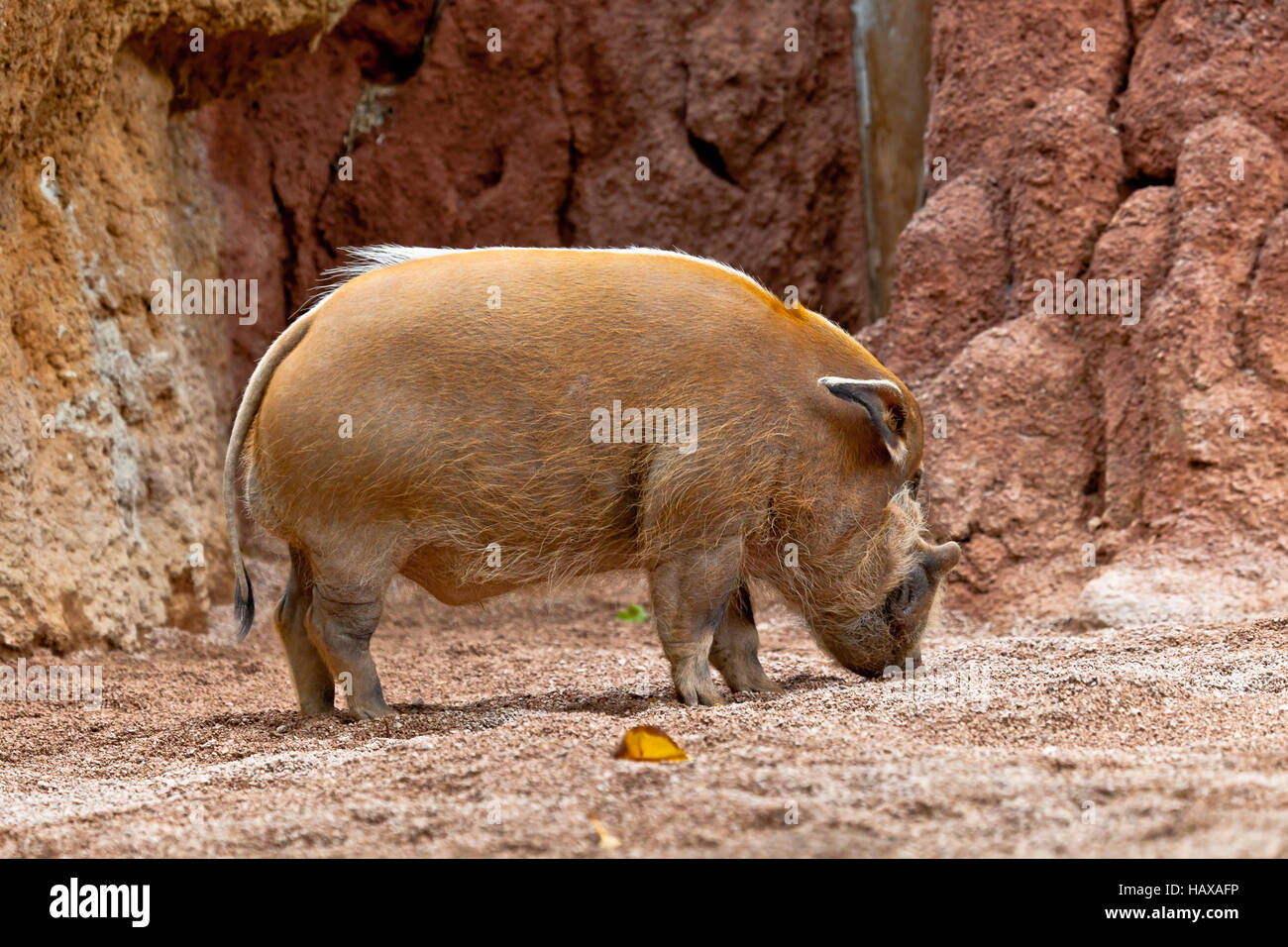 Red River Hog, Potamochoerus Porcus pictus Stockfoto